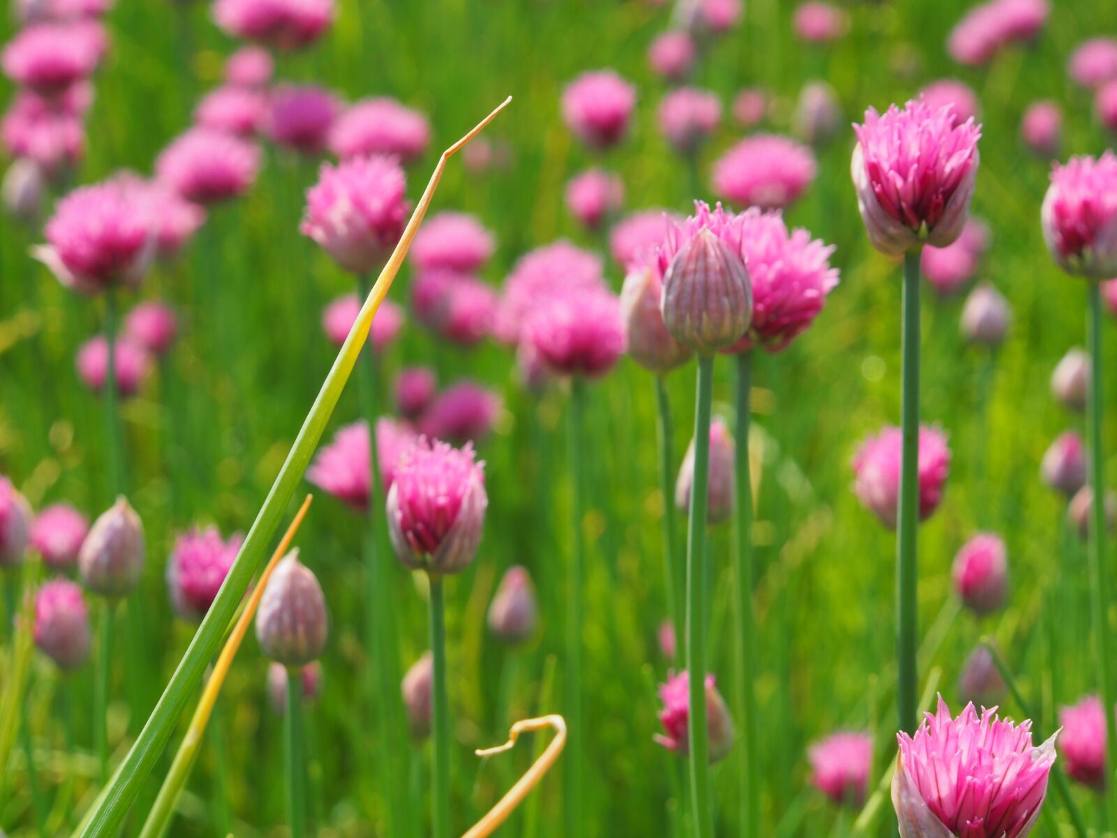 Olympus OM-D E-M5 sample photo. Flower, ramsons, herbs photography