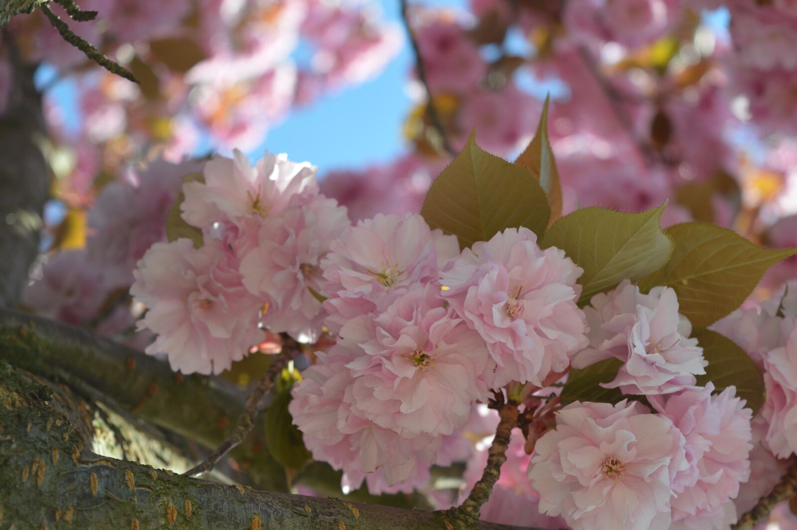 Nikon D3200 sample photo. Tree, spring, pink photography