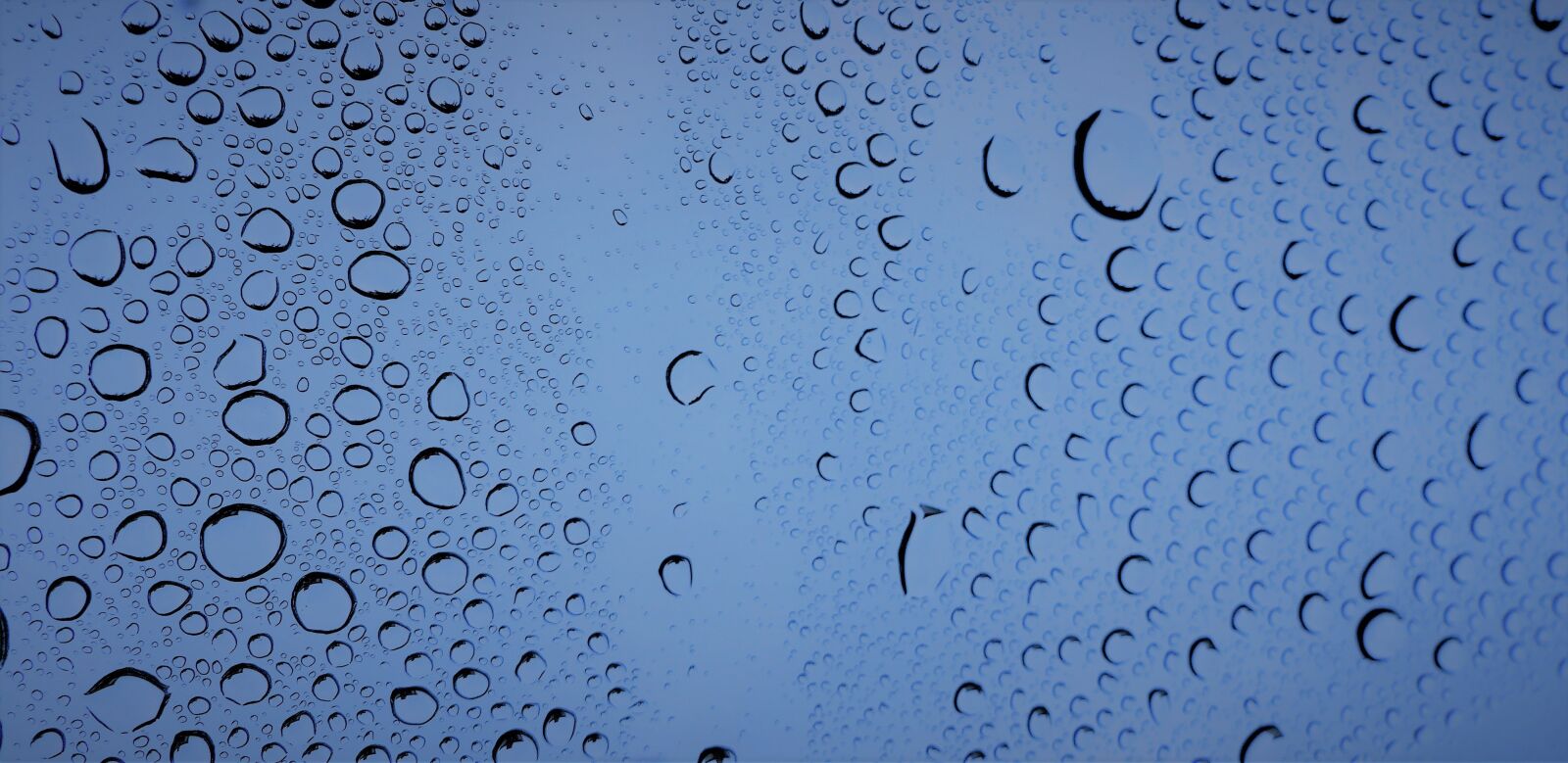 Panasonic Lumix DMC-FZ200 sample photo. Rain, wet, pearl photography