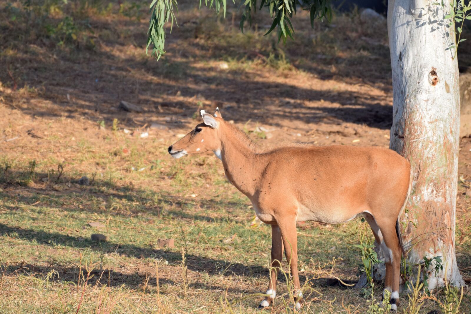 Nikon D3300 sample photo. Nilgai, antelope, rajasthan photography