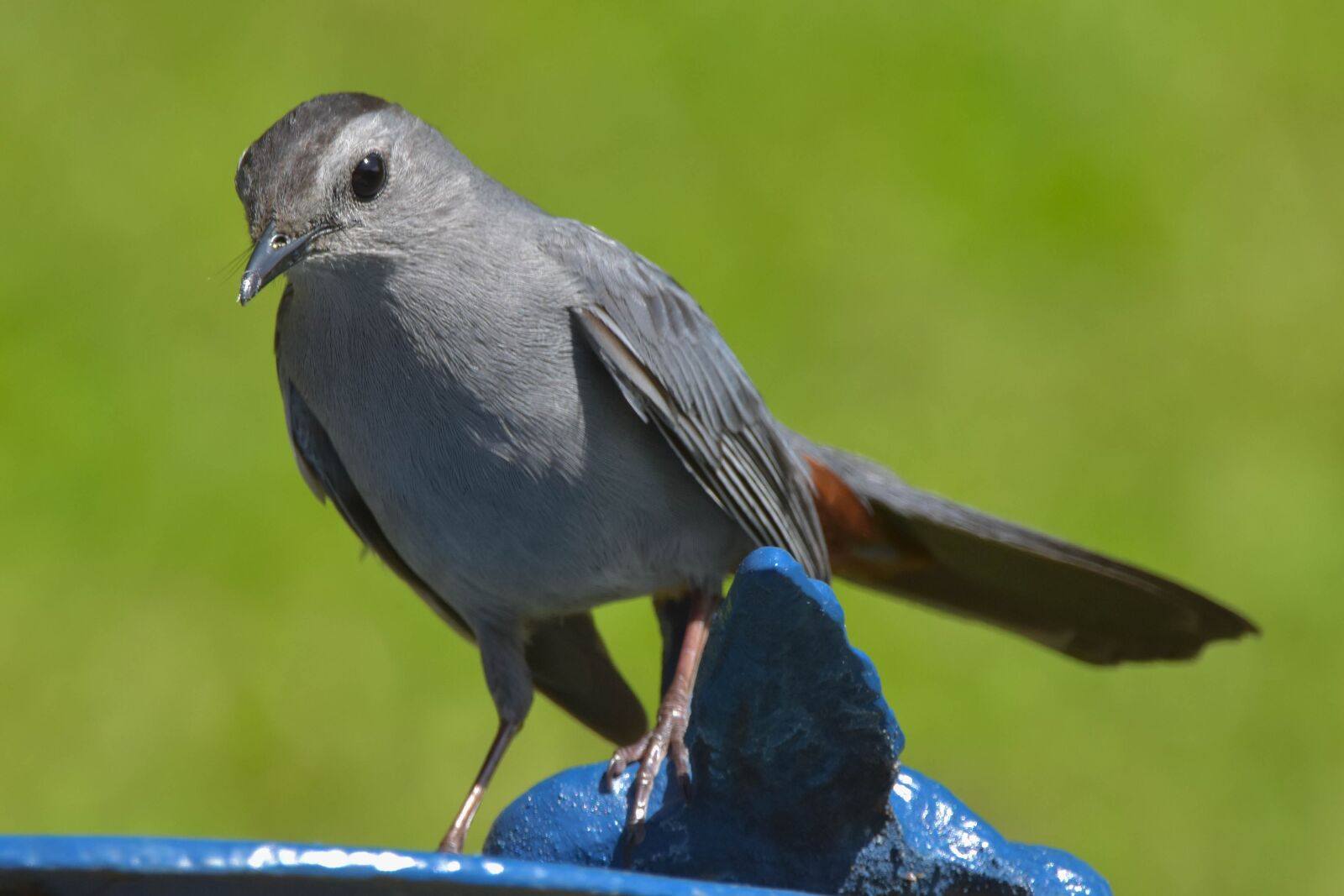 Nikon D3400 sample photo. Nature, wildlife, bird photography