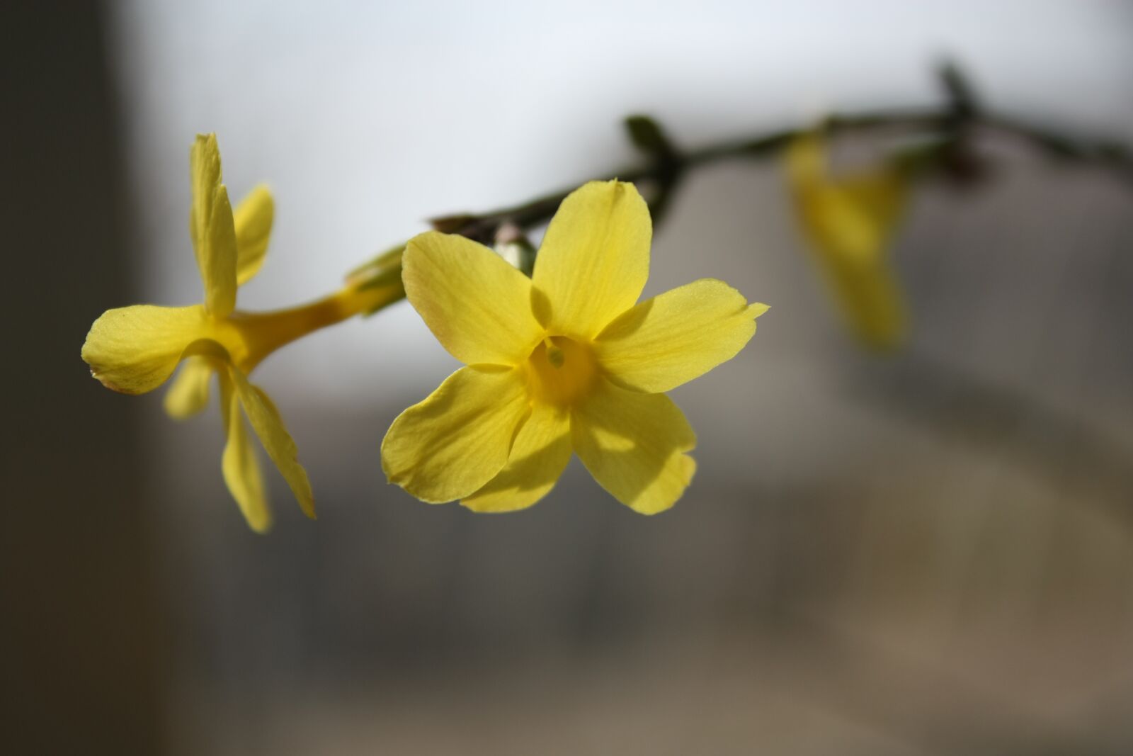 Canon EOS 450D (EOS Rebel XSi / EOS Kiss X2) sample photo. Winter jasmine, macro, dog photography