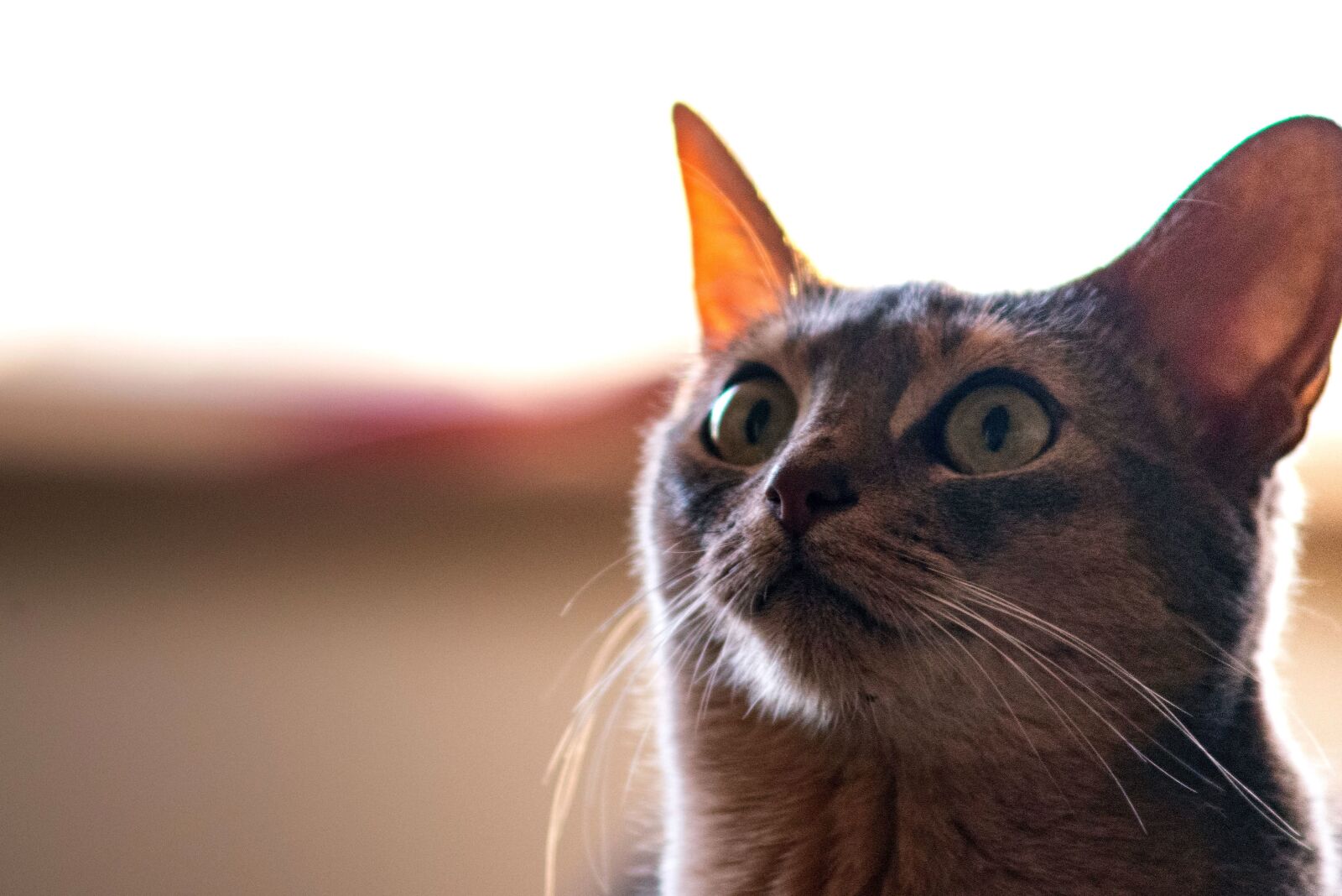 Nikon D600 sample photo. Animal, domestic cat, pet photography