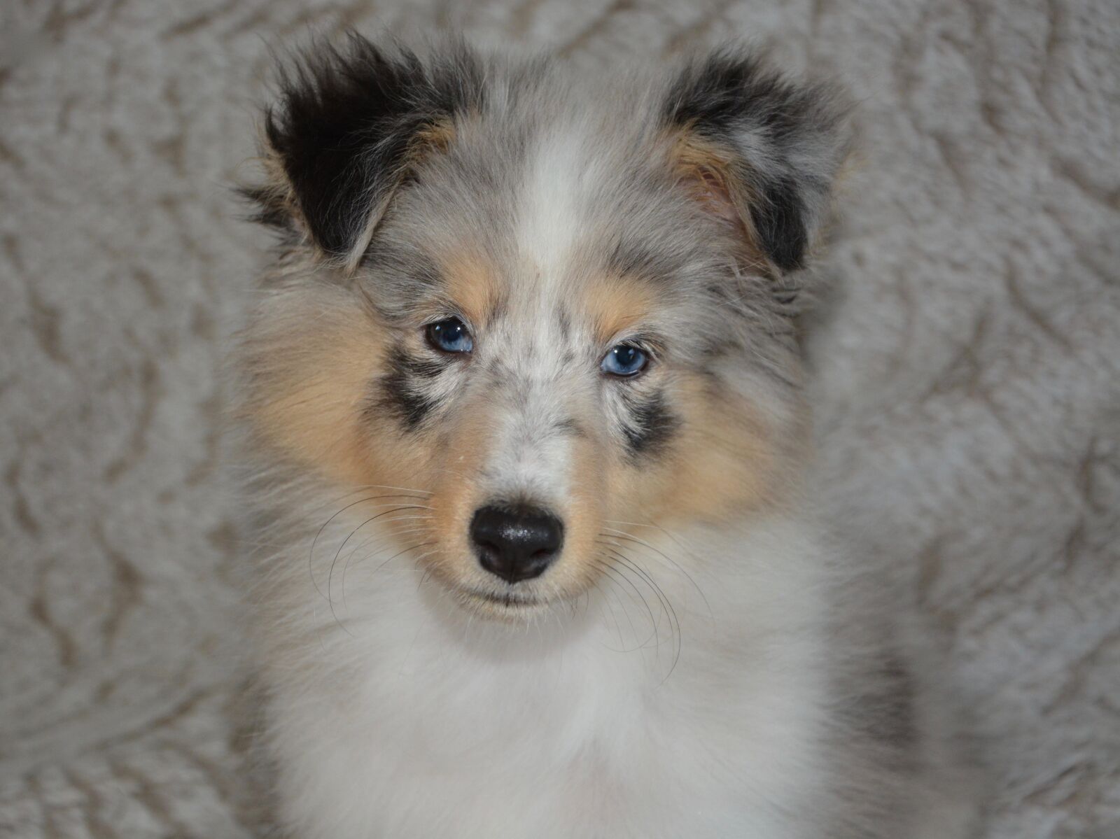 Nikon D5200 sample photo. Dog, pup, dog portrait photography