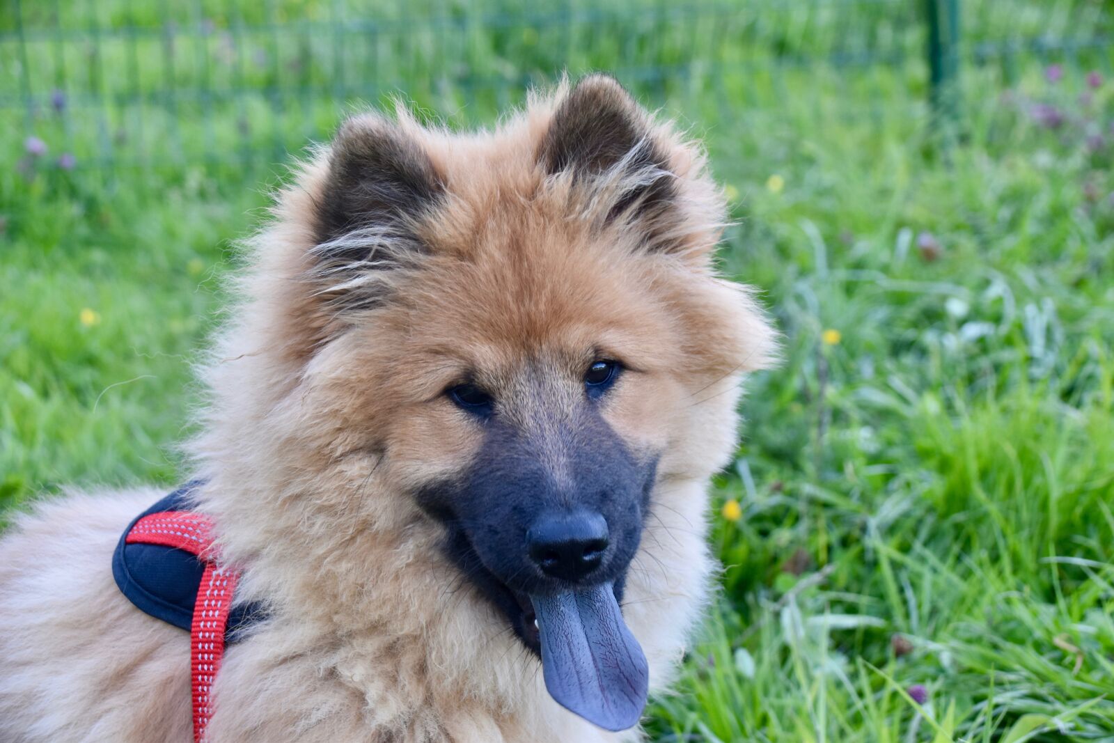 Nikon D5600 sample photo. Dog, dog eurasier, eurasier photography