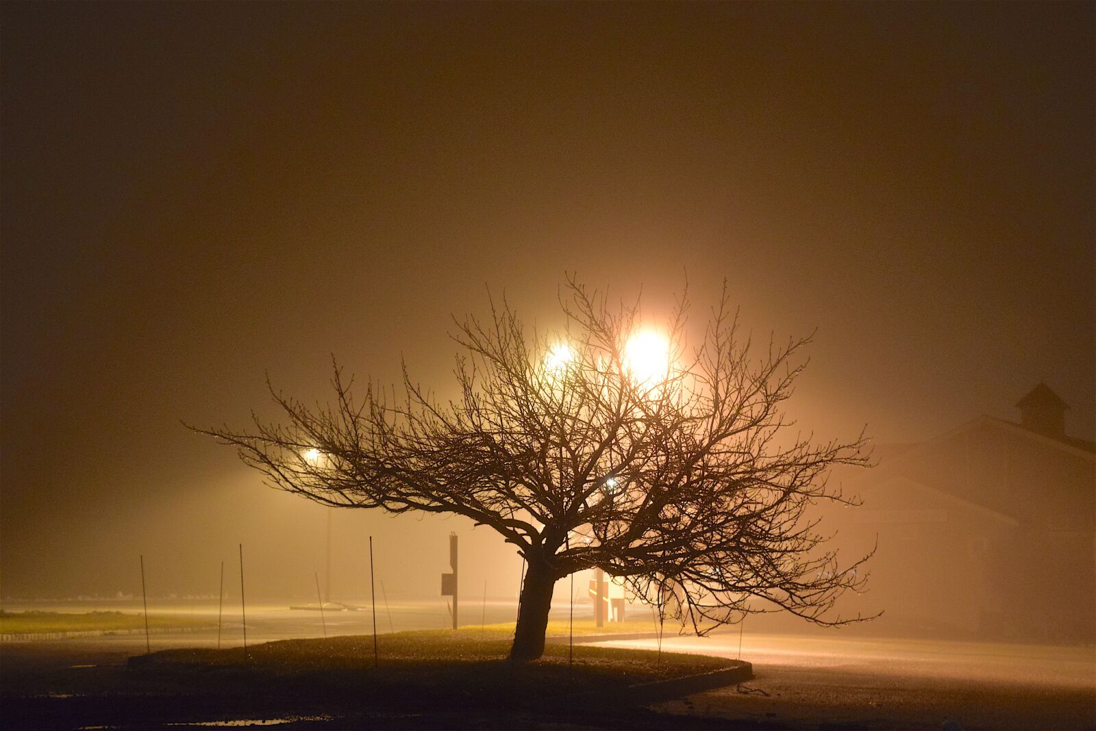 Nikon D3300 sample photo. Fog, night, tree photography