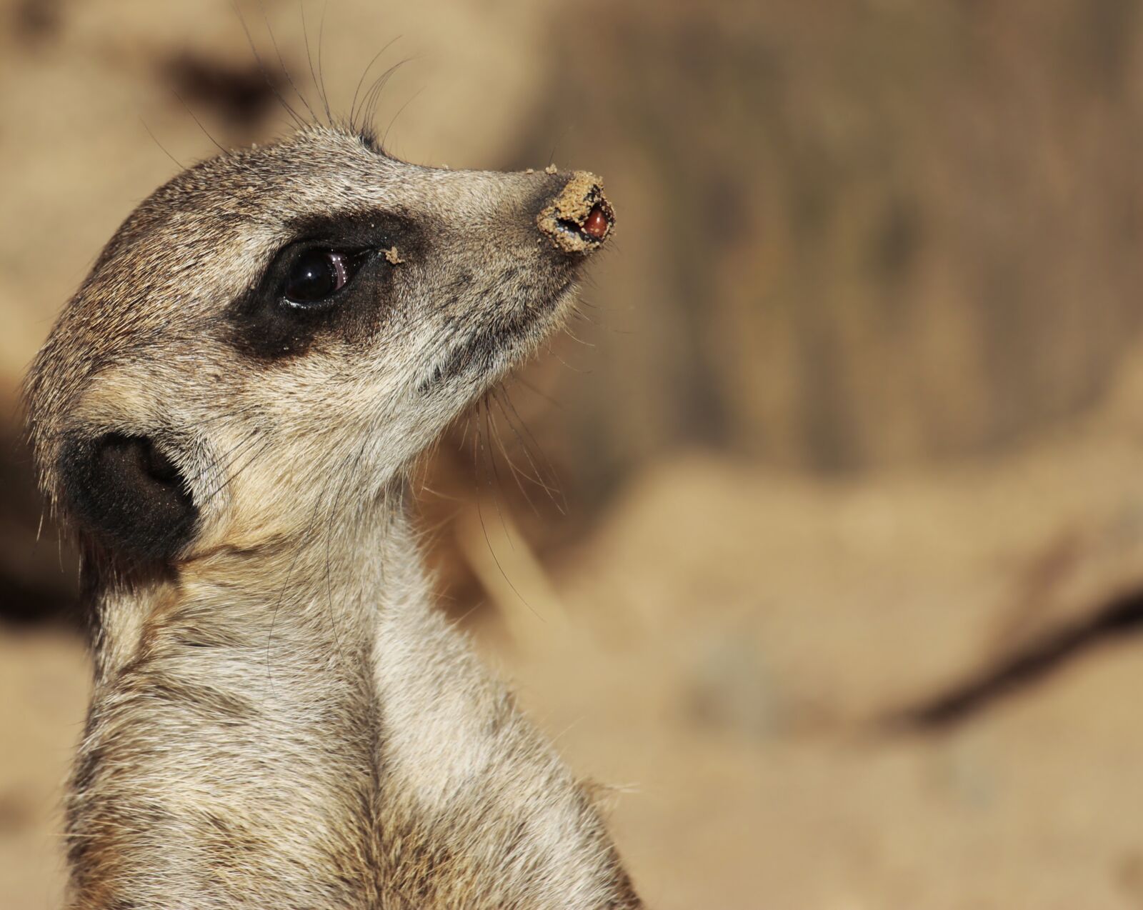 Canon EOS 100D (EOS Rebel SL1 / EOS Kiss X7) sample photo. Meerkat, animal, wild animal photography