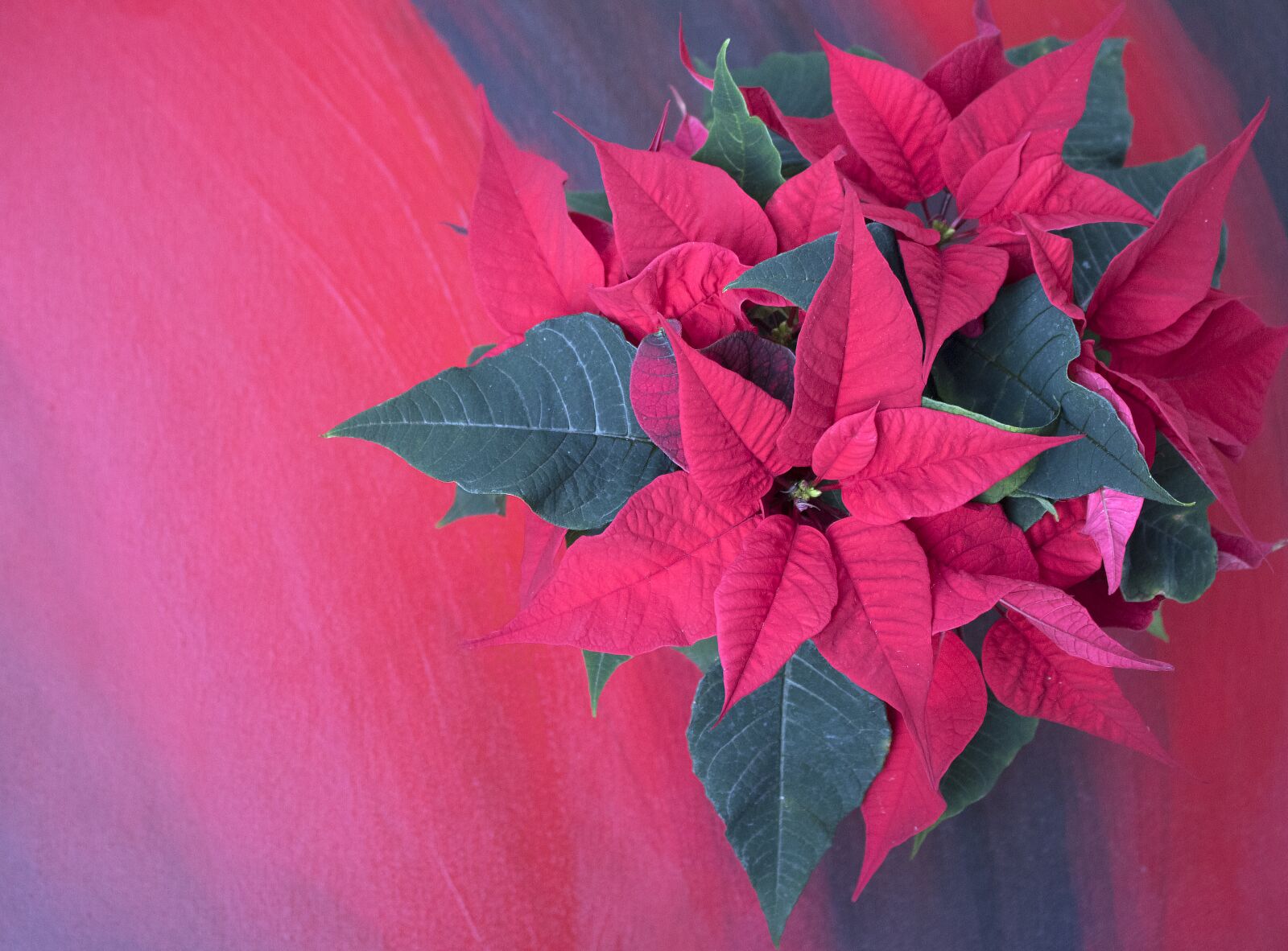 Canon EOS 750D (EOS Rebel T6i / EOS Kiss X8i) sample photo. Poinsettia, background, christmas photography