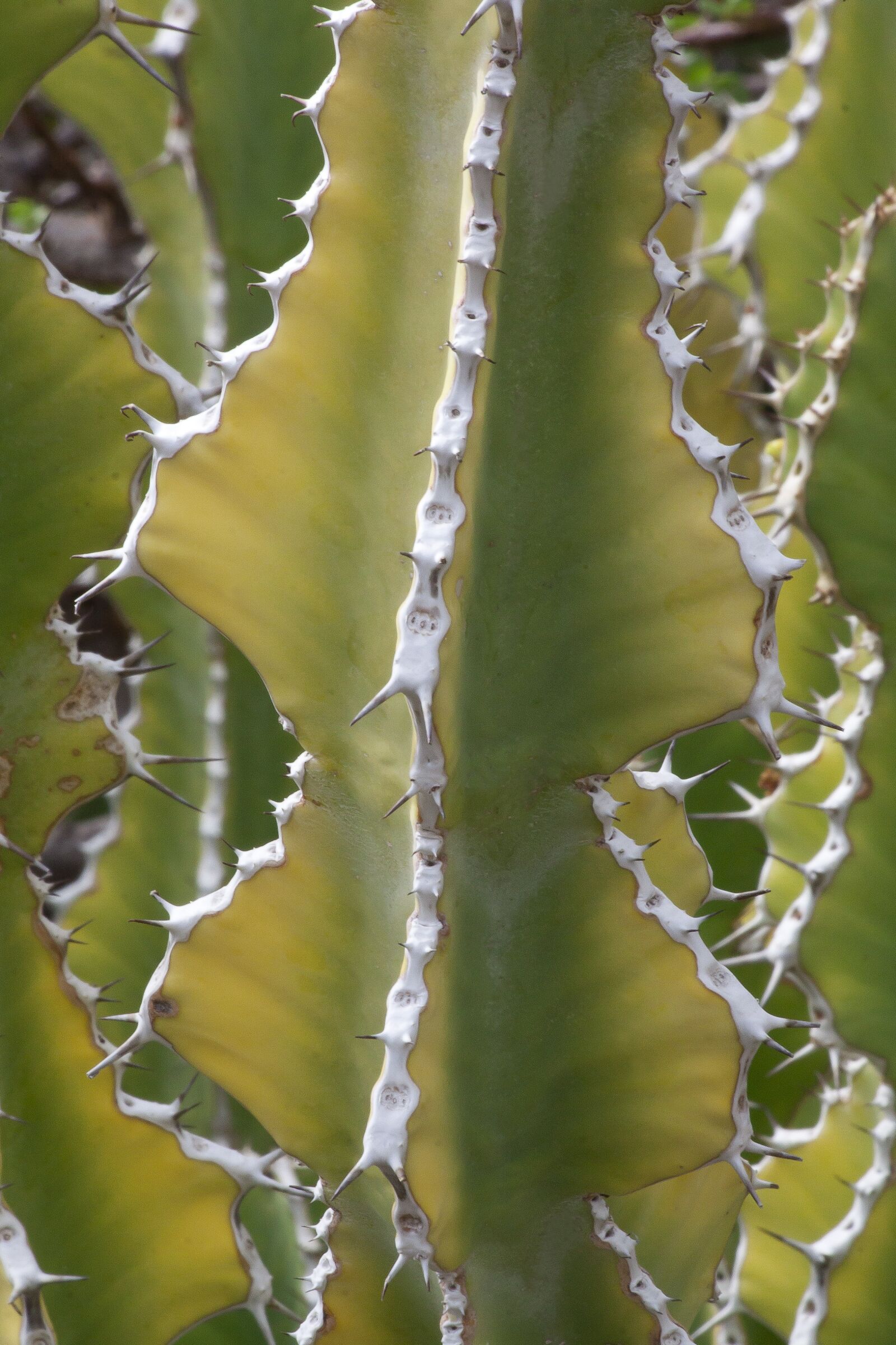 Canon EOS 50D sample photo. Euphorbia venenata, cactus, succulent photography