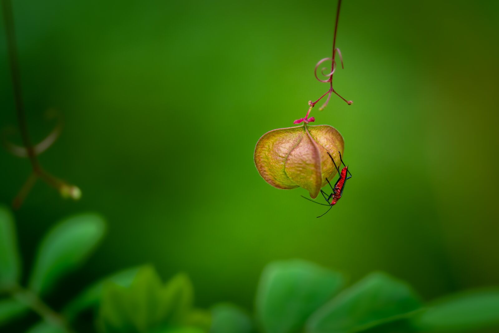 Nikon D500 sample photo. Bug, insert, leaf photography
