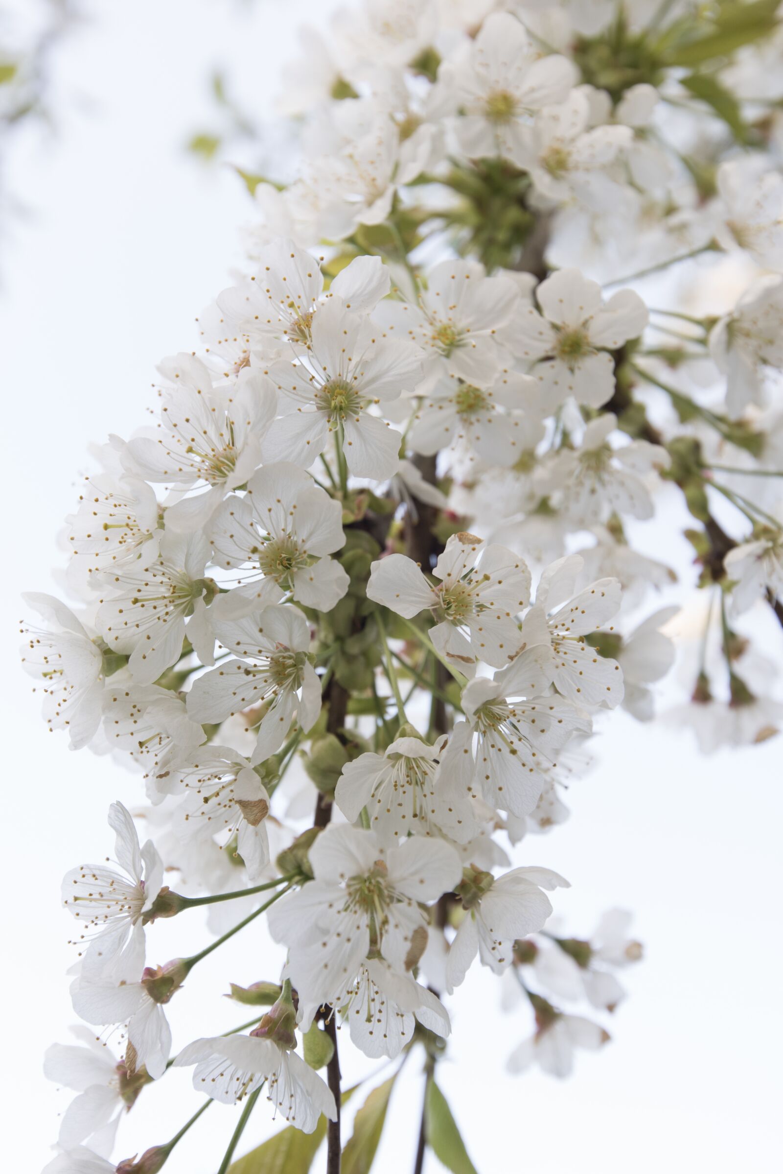 Nikon D750 sample photo. Cherry blossom, cherries, cherry photography
