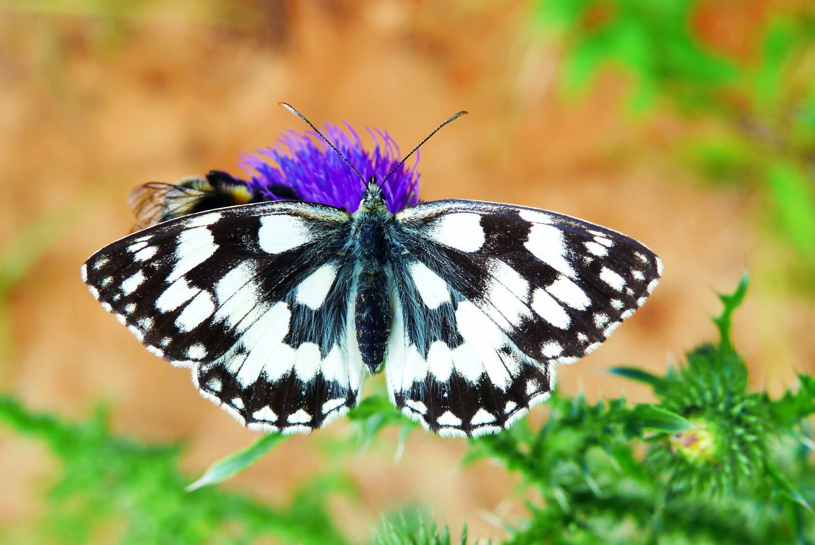 Panasonic Lumix DMC-FZ200 sample photo. Polowiec chess board, butterfly photography