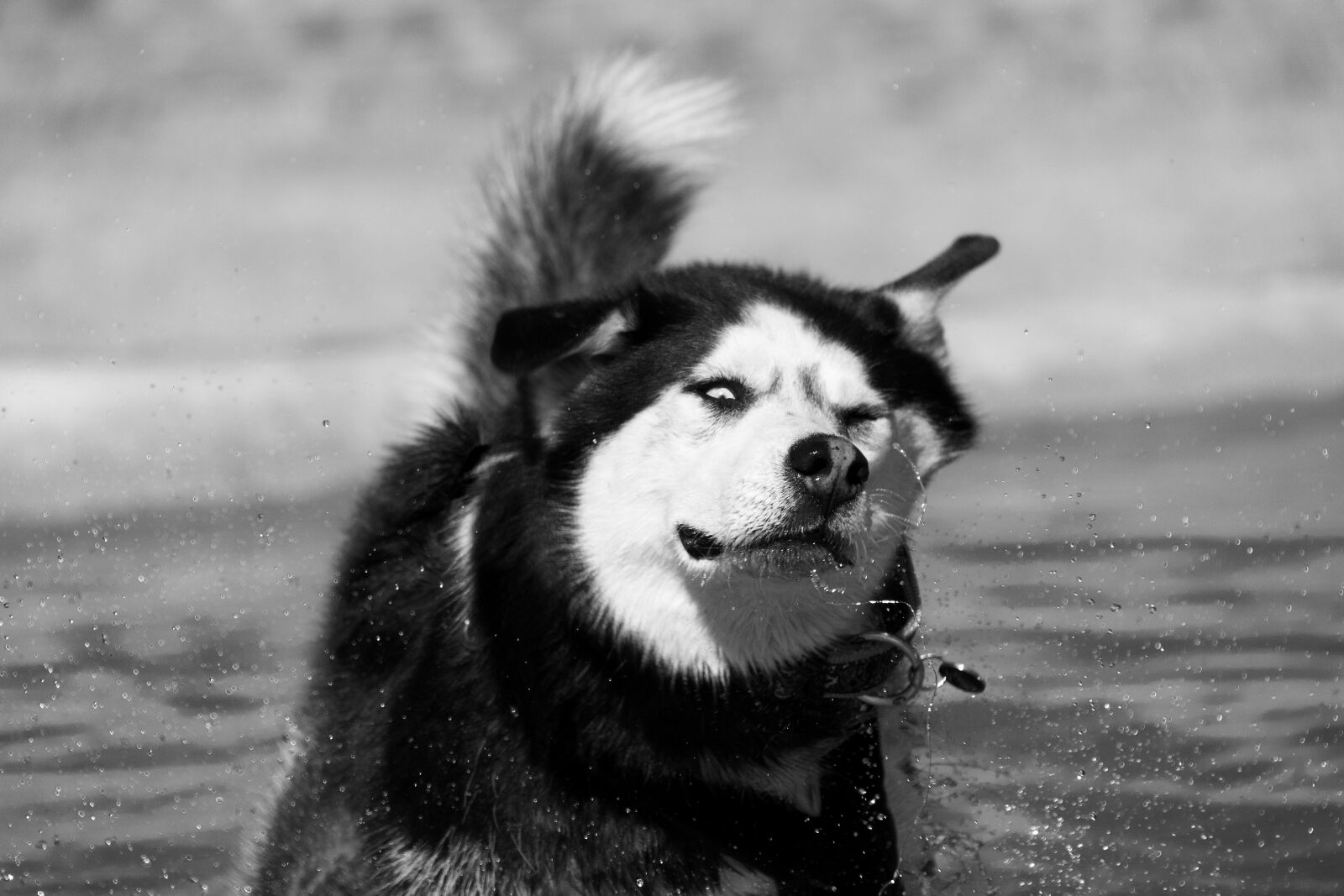 Nikon D7100 sample photo. Siberian husky, husky, dog photography