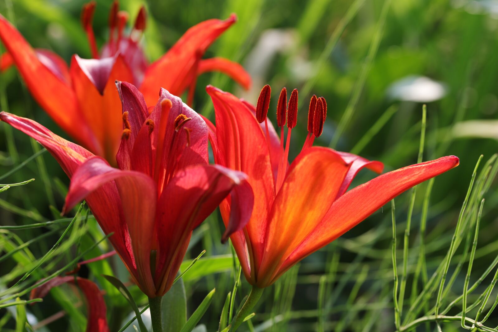 Canon EOS 6D Mark II sample photo. Lily, summer flowers, nature photography