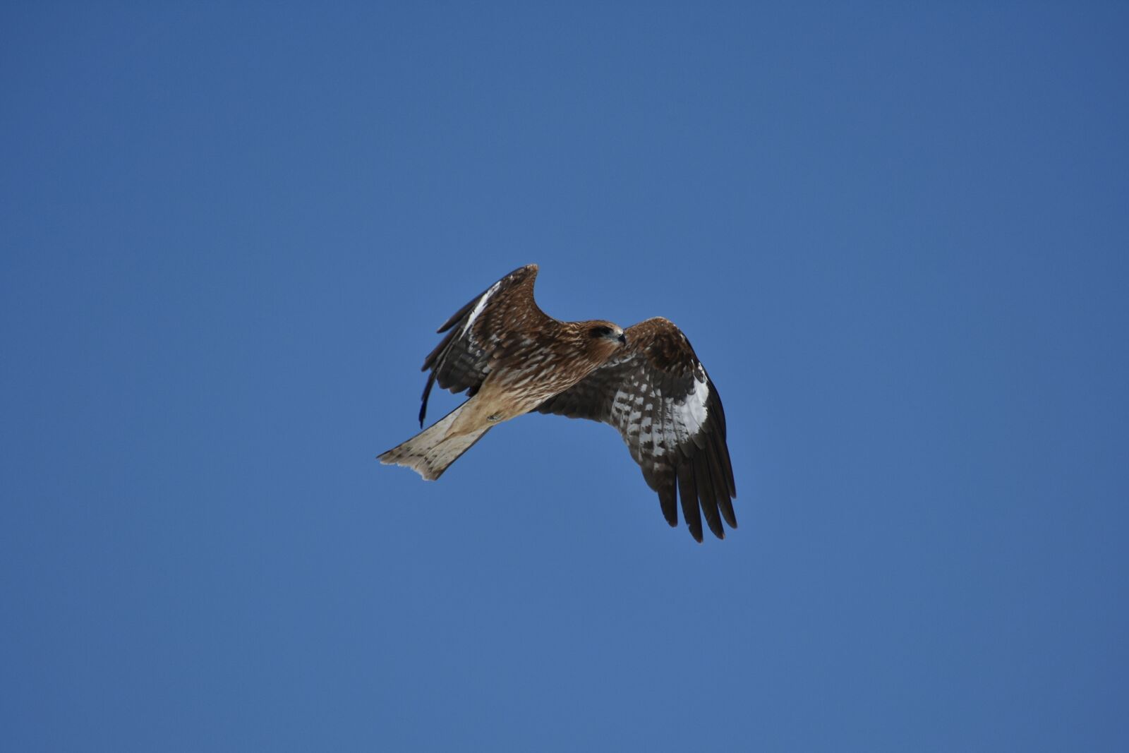 Nikon D7200 sample photo. Animal, sky, bird photography