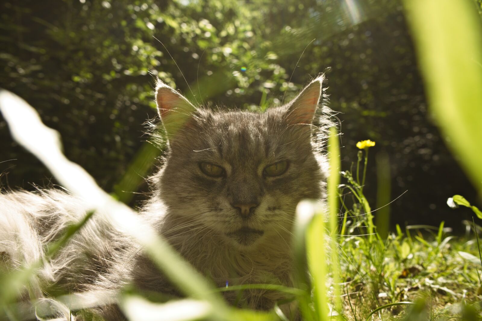Sony a7 sample photo. Cat, maincoon, domestic cat photography