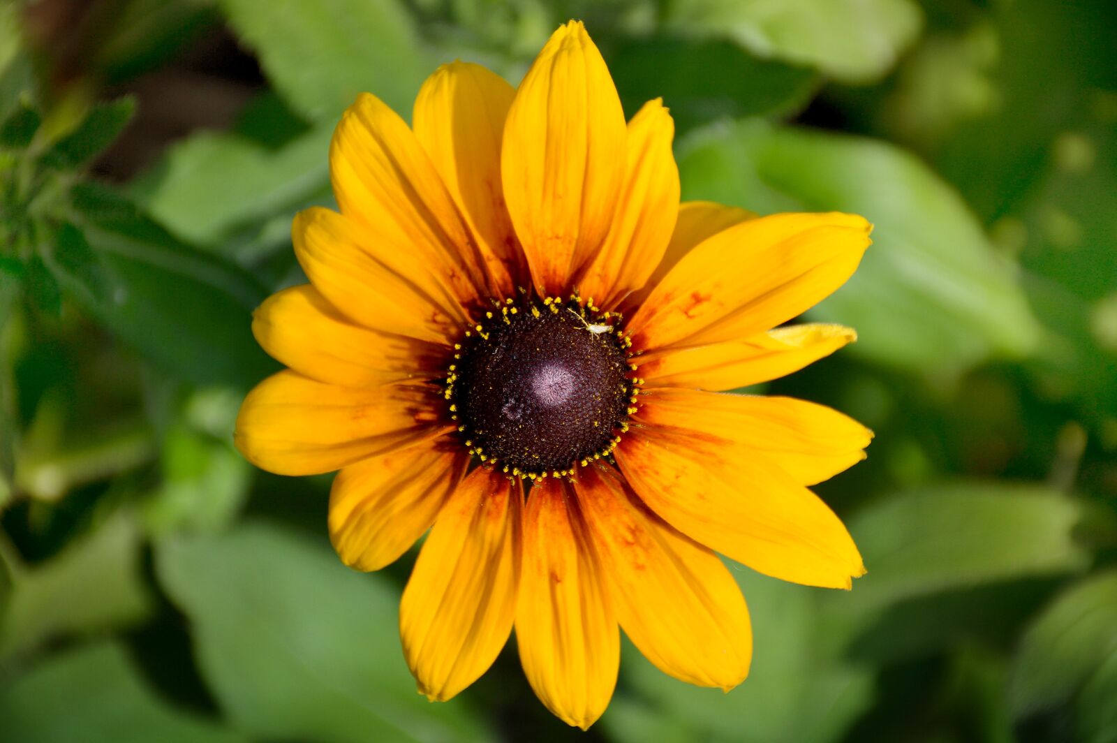 Nikon D3200 sample photo. Flower, yellow, summer photography