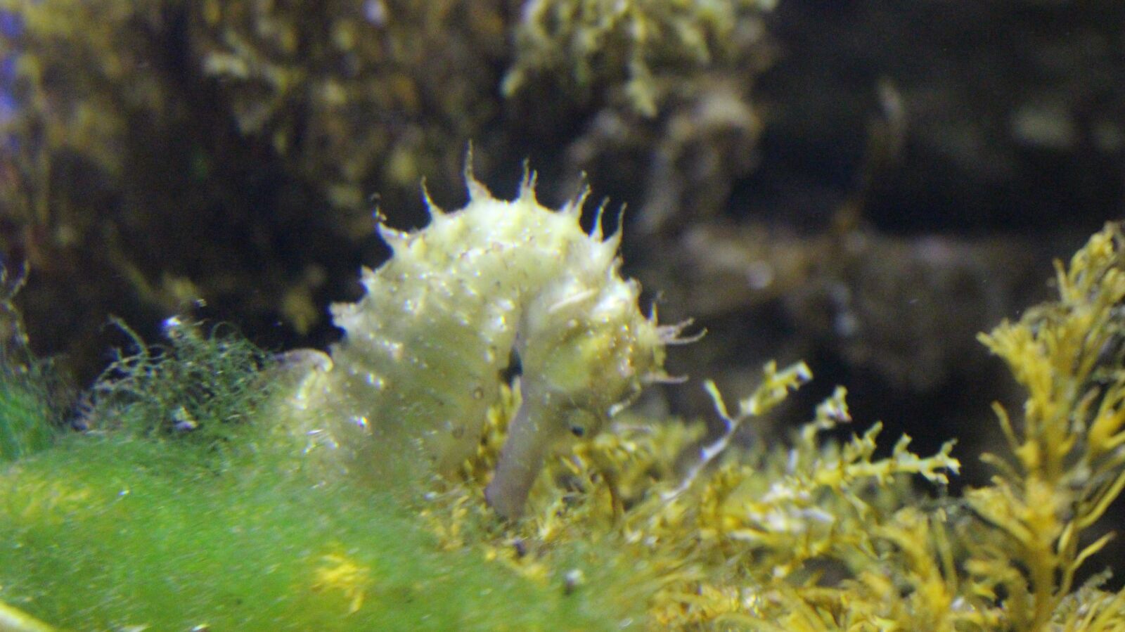 Canon EOS 700D (EOS Rebel T5i / EOS Kiss X7i) + Canon EF-S 18-55mm F3.5-5.6 IS STM sample photo. Seahorse, sea, deep-ocean photography