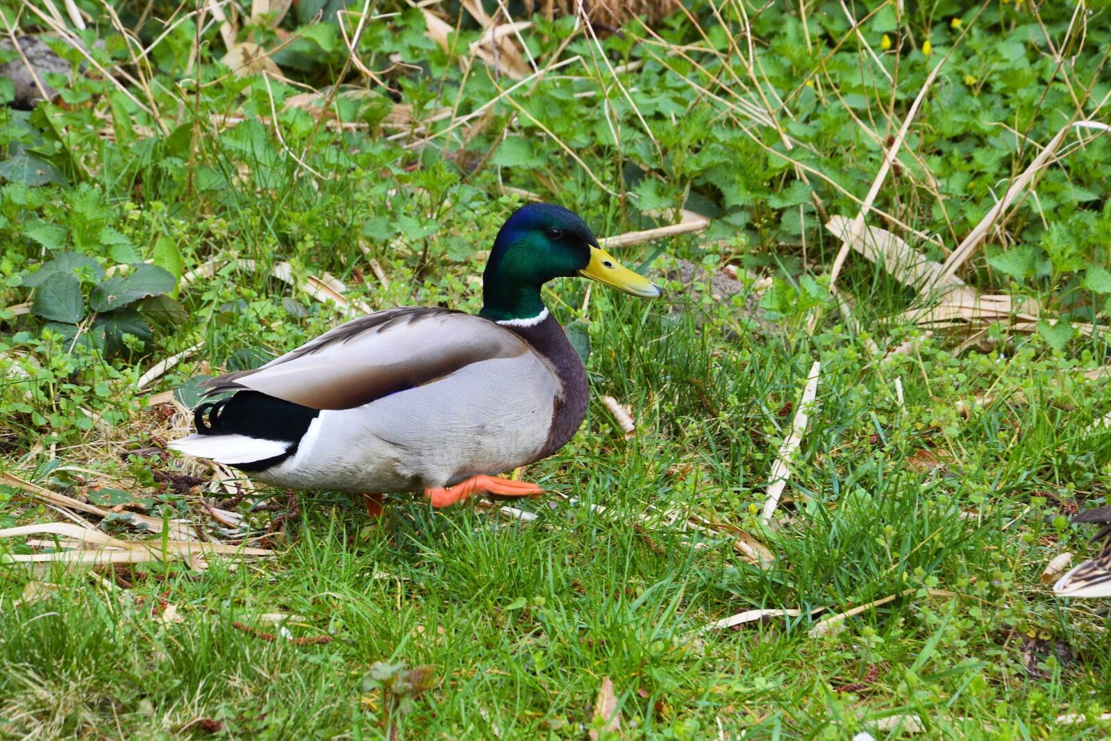 Nikon D3200 sample photo. Mallard, drake, meadow photography