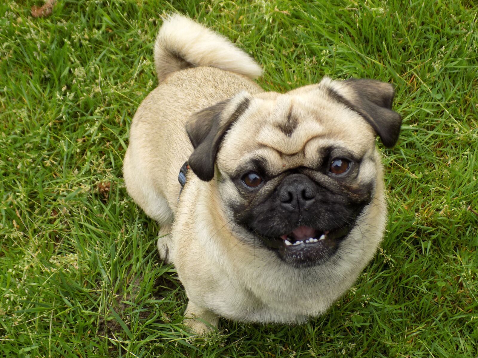 Nikon COOLPIX L340 sample photo. Pug, purebred dog, beige photography