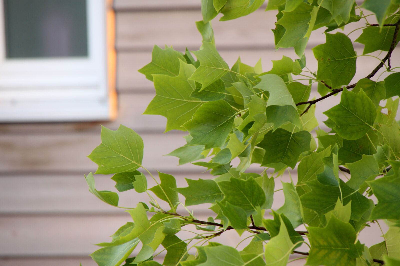 Canon EOS 50D sample photo. Foliage, house, green photography