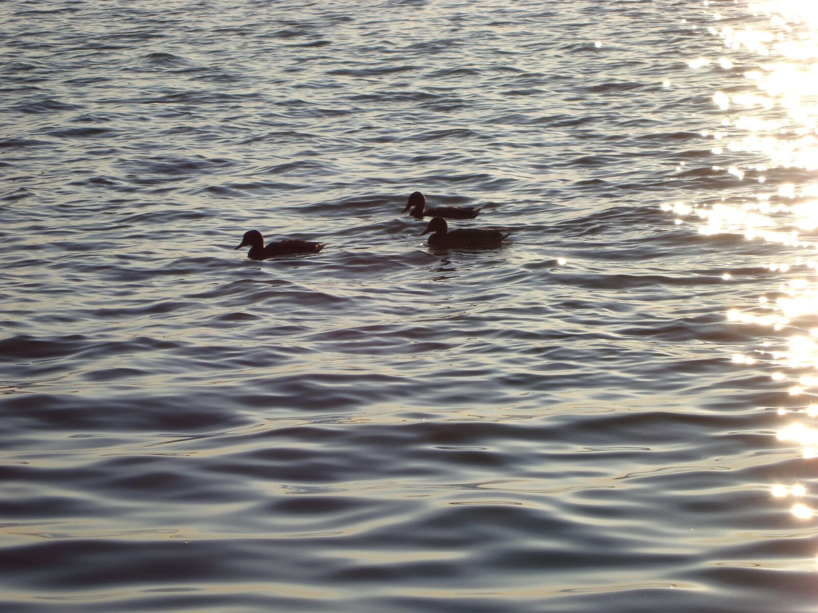 Sony Cyber-shot DSC-W120 sample photo. Ducks, lagoon, zemborzycki photography
