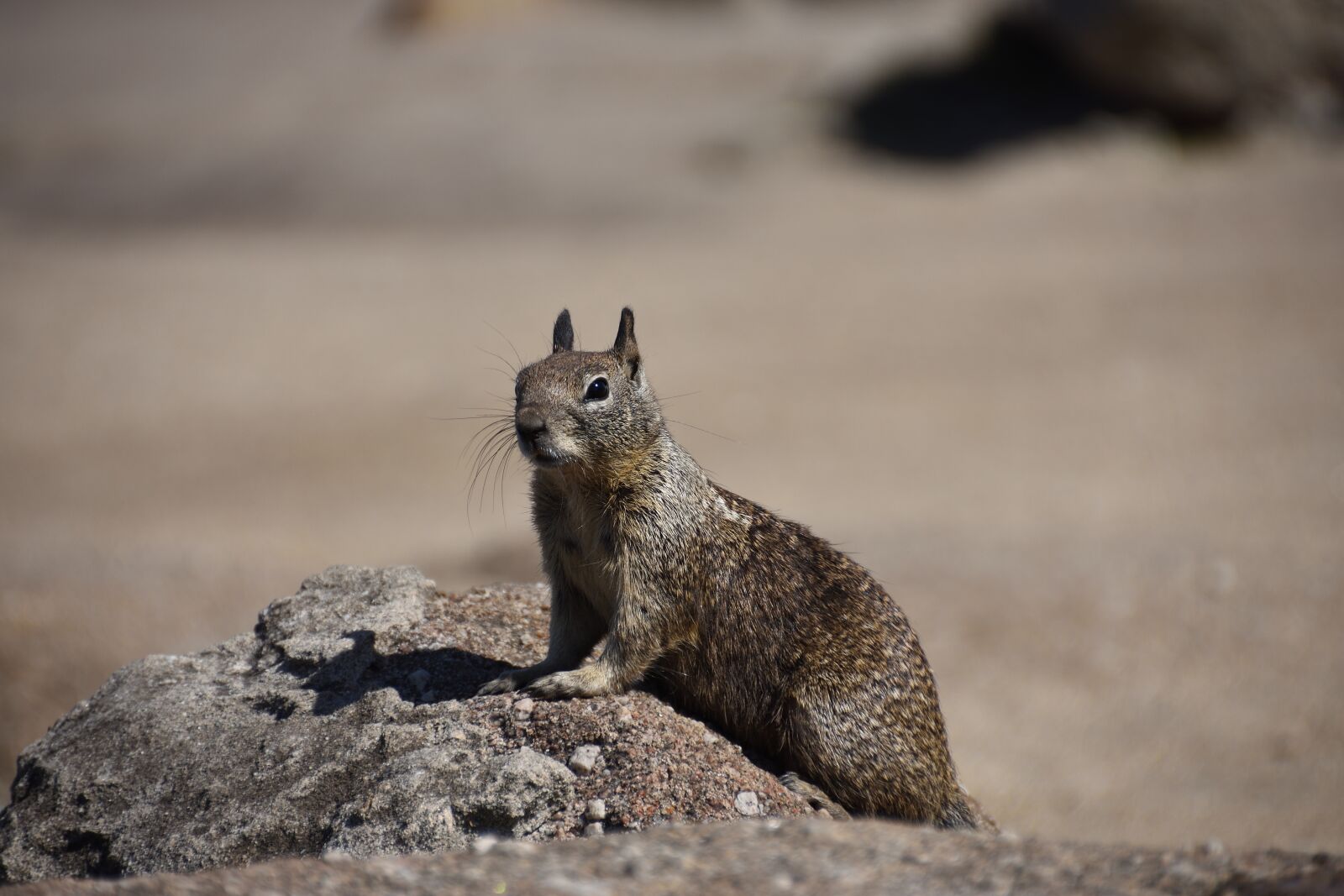 Nikon D7200 sample photo. Squirrel, nature, animal photography