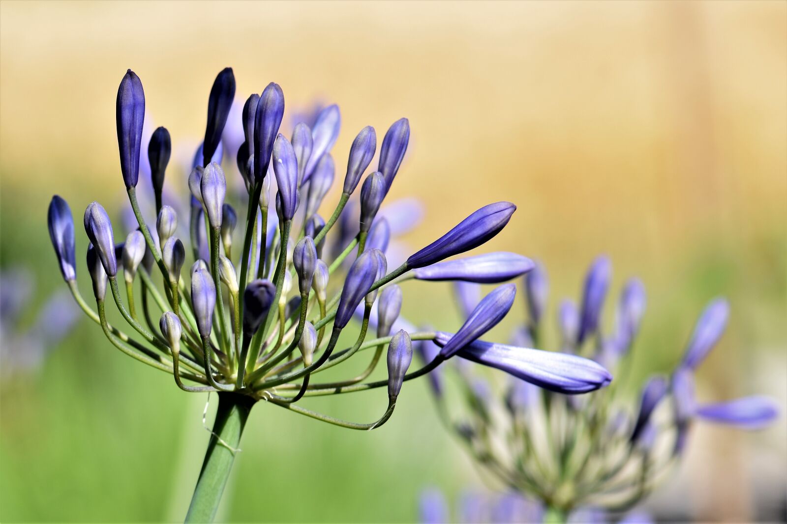 Nikon D5500 sample photo. Agapanthus, purple, green photography