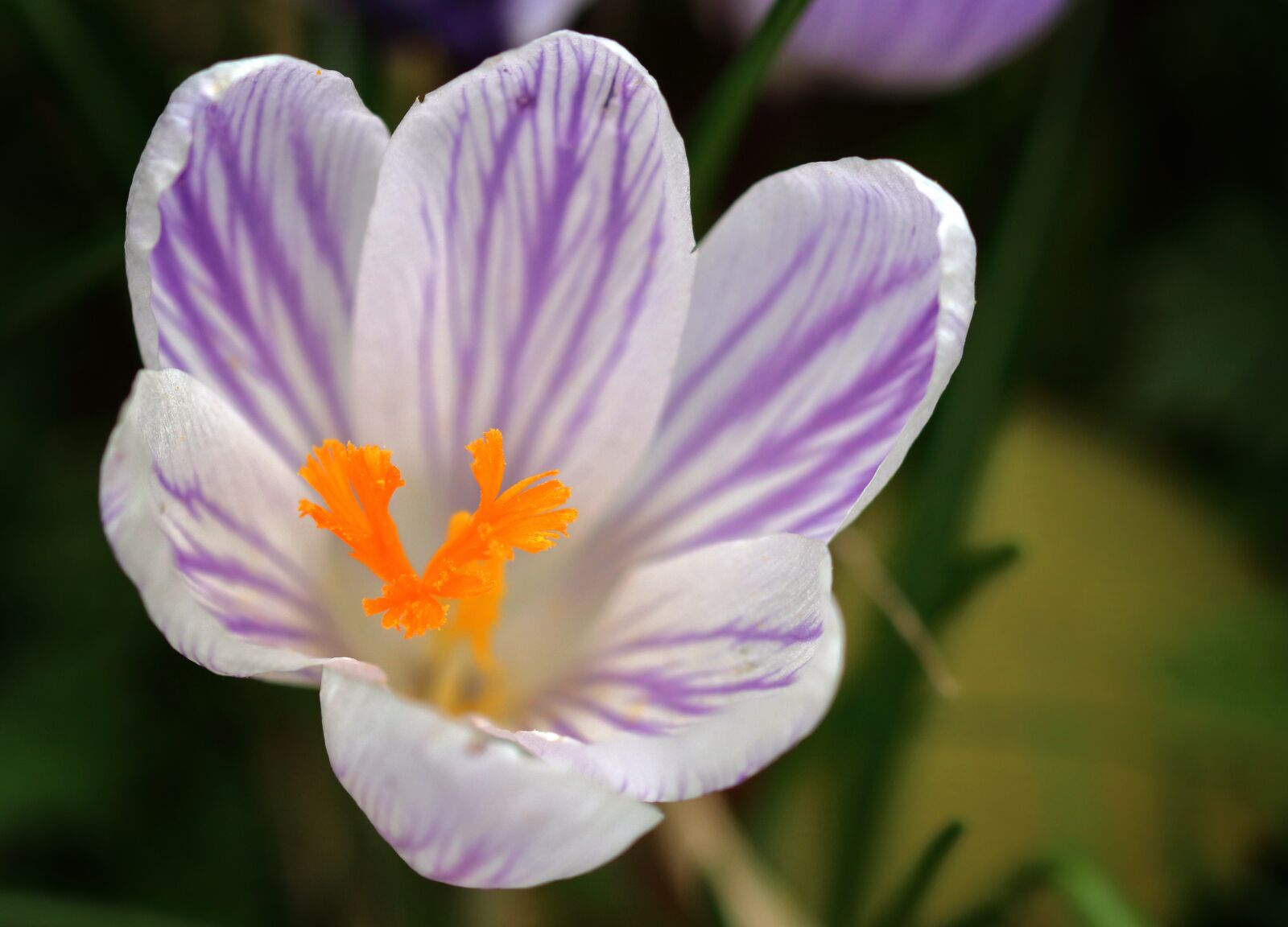 Canon EOS 80D sample photo. Crocus, flower, spring photography