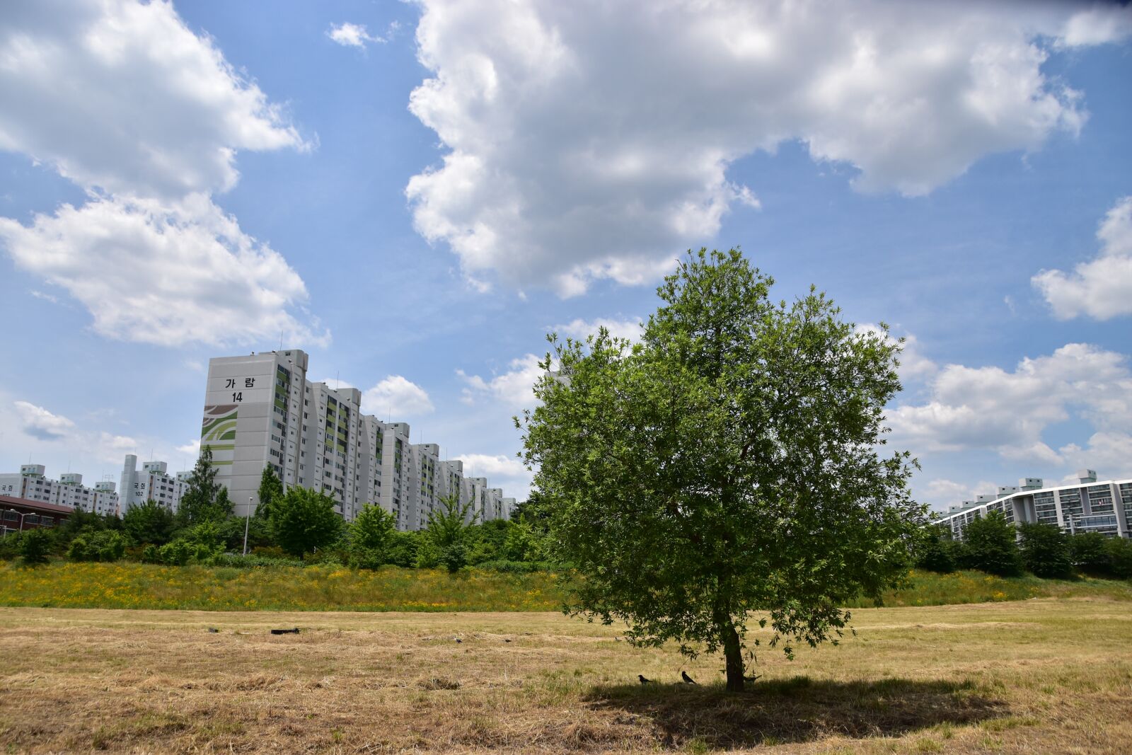 Nikon D5500 sample photo. Wood, city, cloud photography