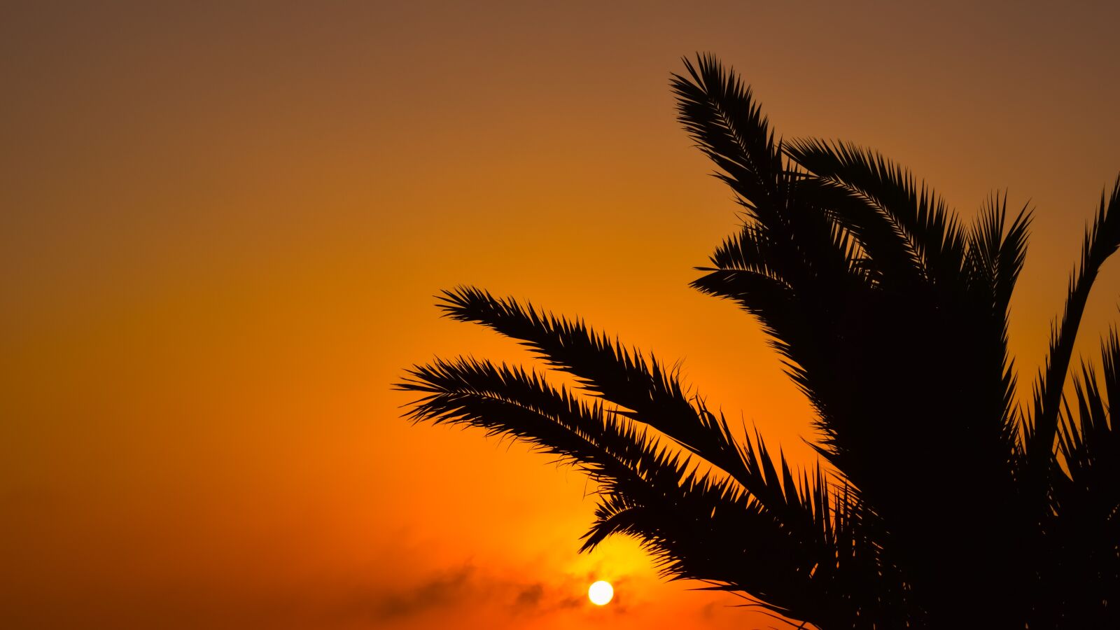 Nikon D3300 sample photo. Sunset, sun, palm tree photography
