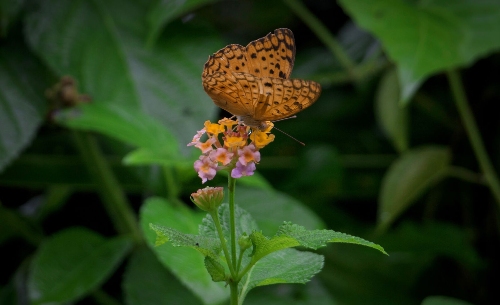 Canon EOS 70D sample photo