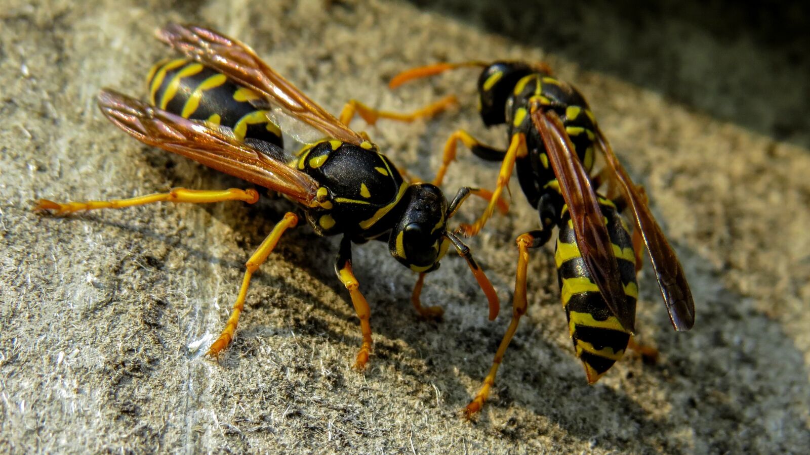 Canon PowerShot SX50 HS sample photo. Wasp, macro, nature photography