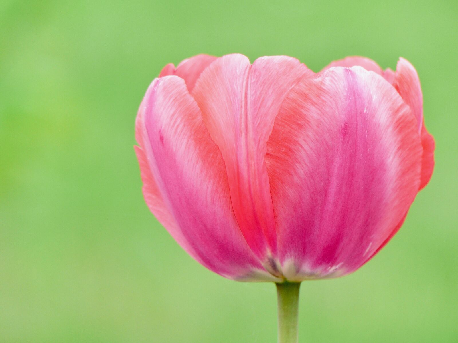 Panasonic Lumix DMC-FZ200 sample photo. Tulip, spring, flower photography