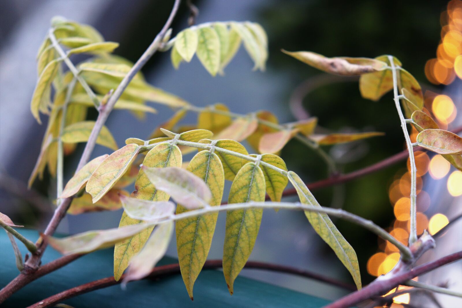 Canon EOS 200D (EOS Rebel SL2 / EOS Kiss X9) sample photo. Frozen leaves, branch, frost photography
