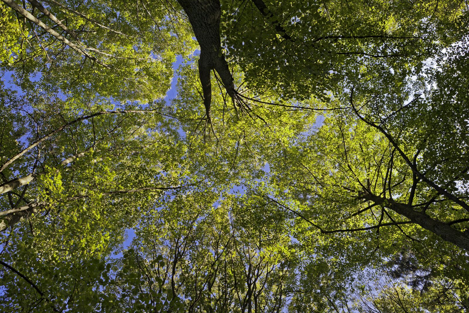 Canon EOS 5D Mark II + Canon EF 24-70mm F2.8L USM sample photo. Soffit, forest, nature photography