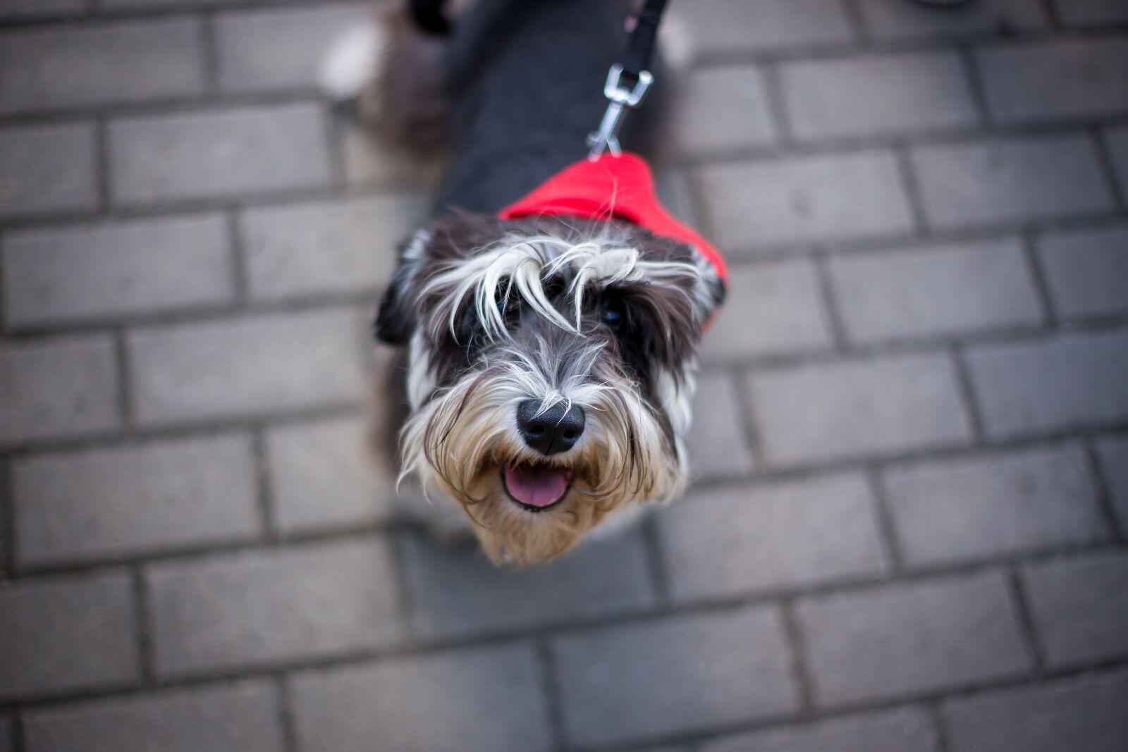 Canon EOS 6D sample photo. Dog, animal, cut photography