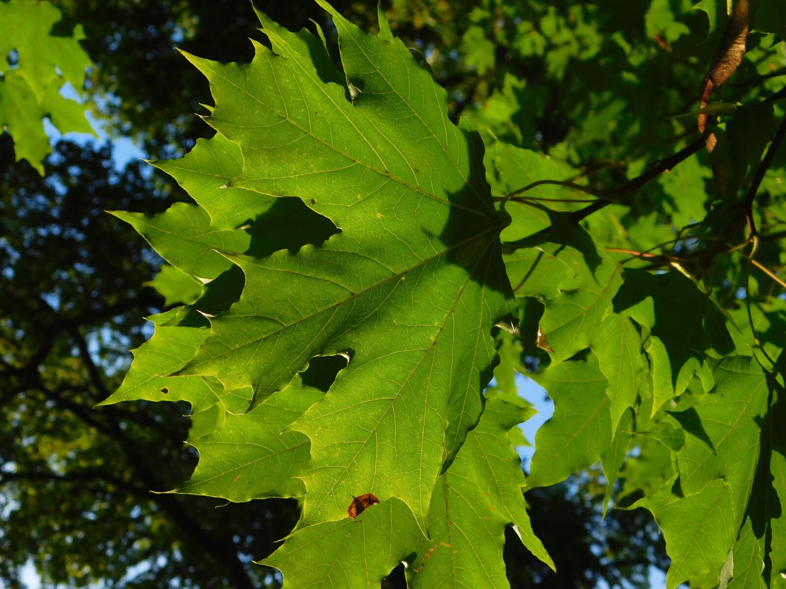 Nikon Coolpix L840 sample photo. Maple, maple leaves, leaf photography