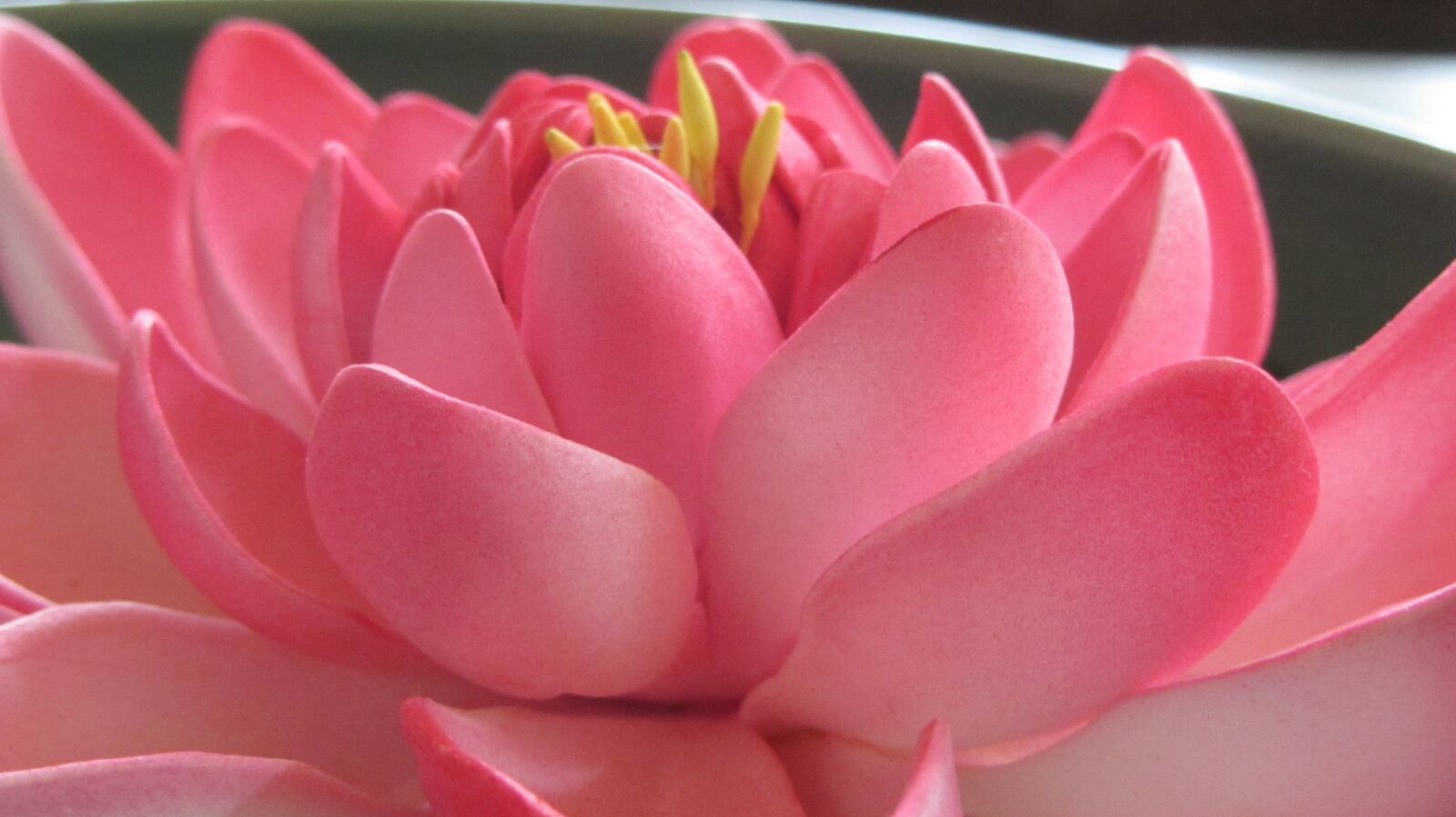 Canon PowerShot SX220 HS sample photo. Lotus, nature, flora photography