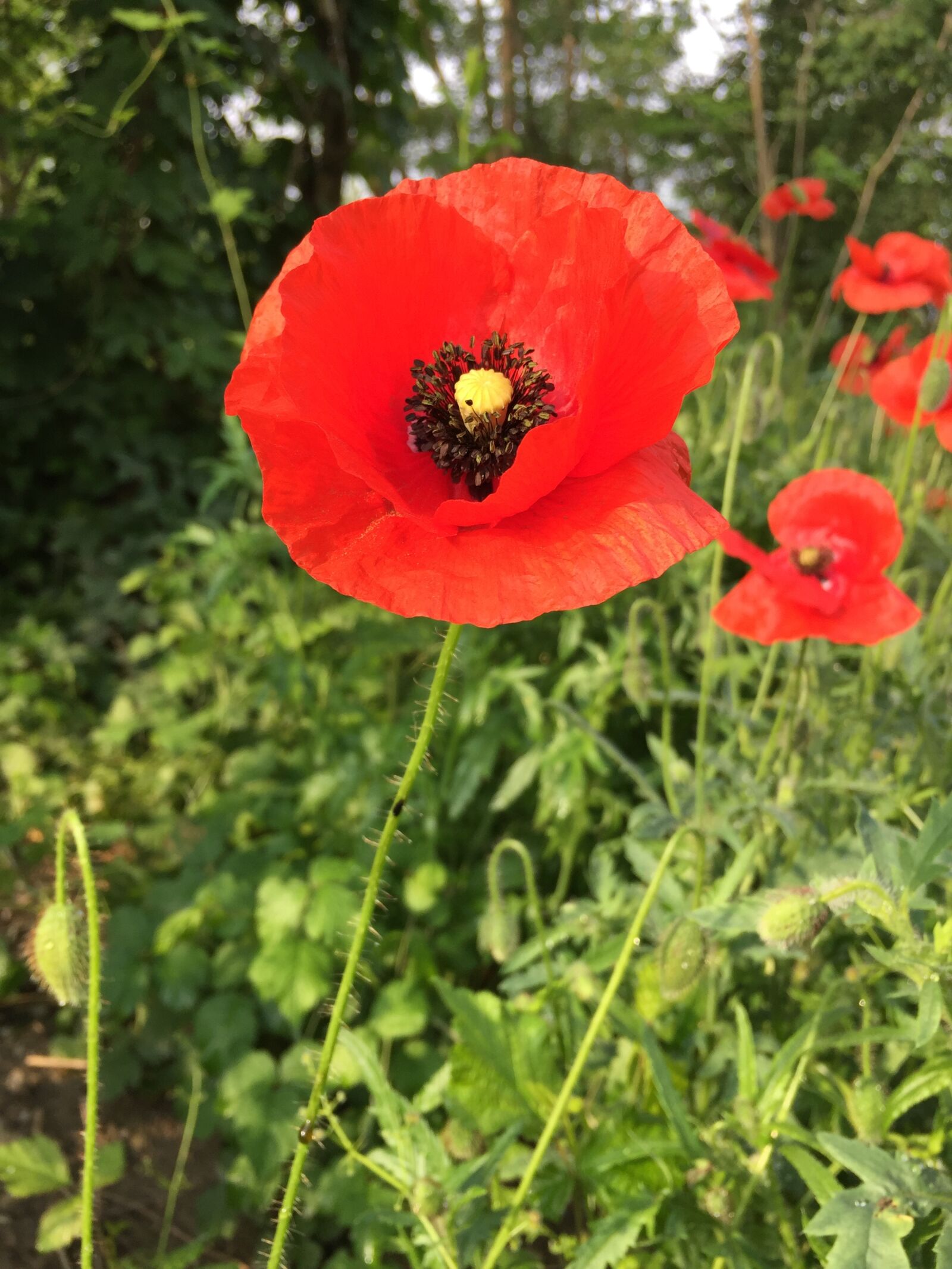 Apple iPhone 6 sample photo. Klatschmohn, papaver rhoeas, flowers photography