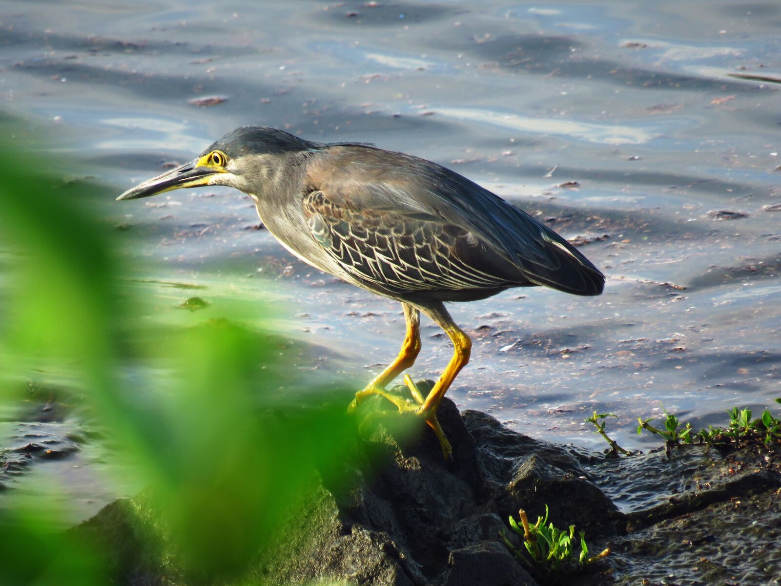 Canon PowerShot SX60 HS sample photo. Heron, bird, river photography