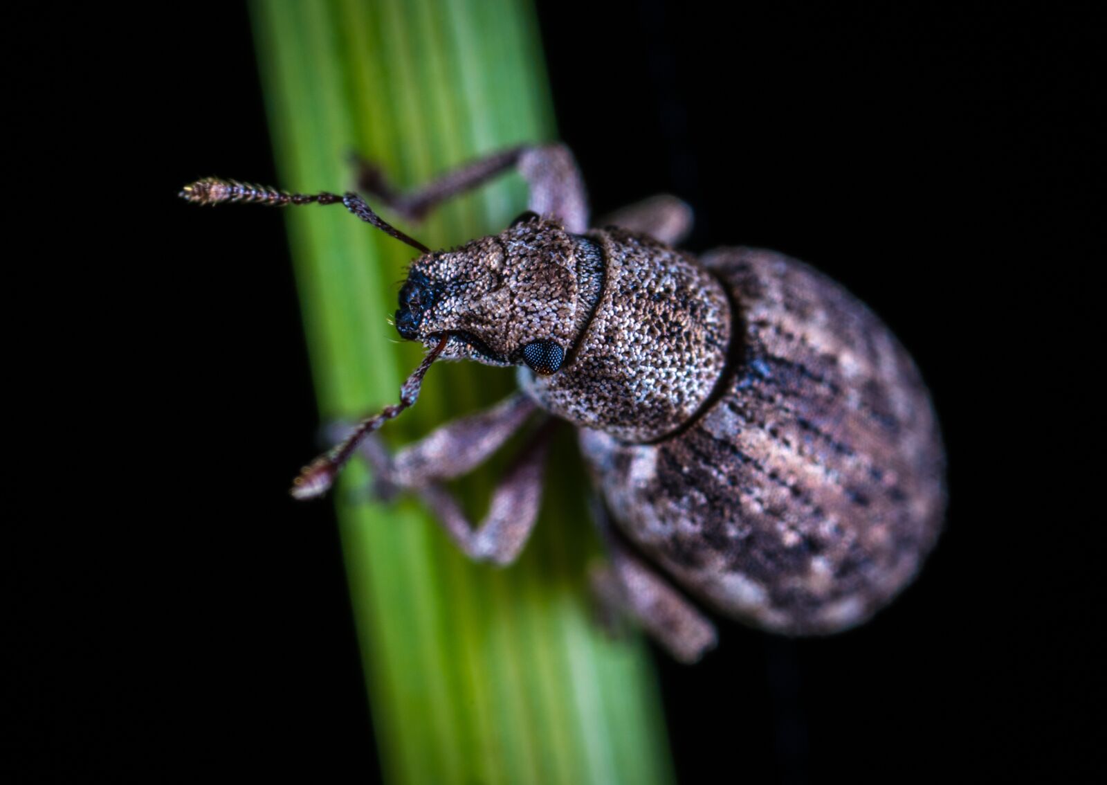 #124 65/2.8 sample photo. Beetle, insect, bespozvonochnoe photography
