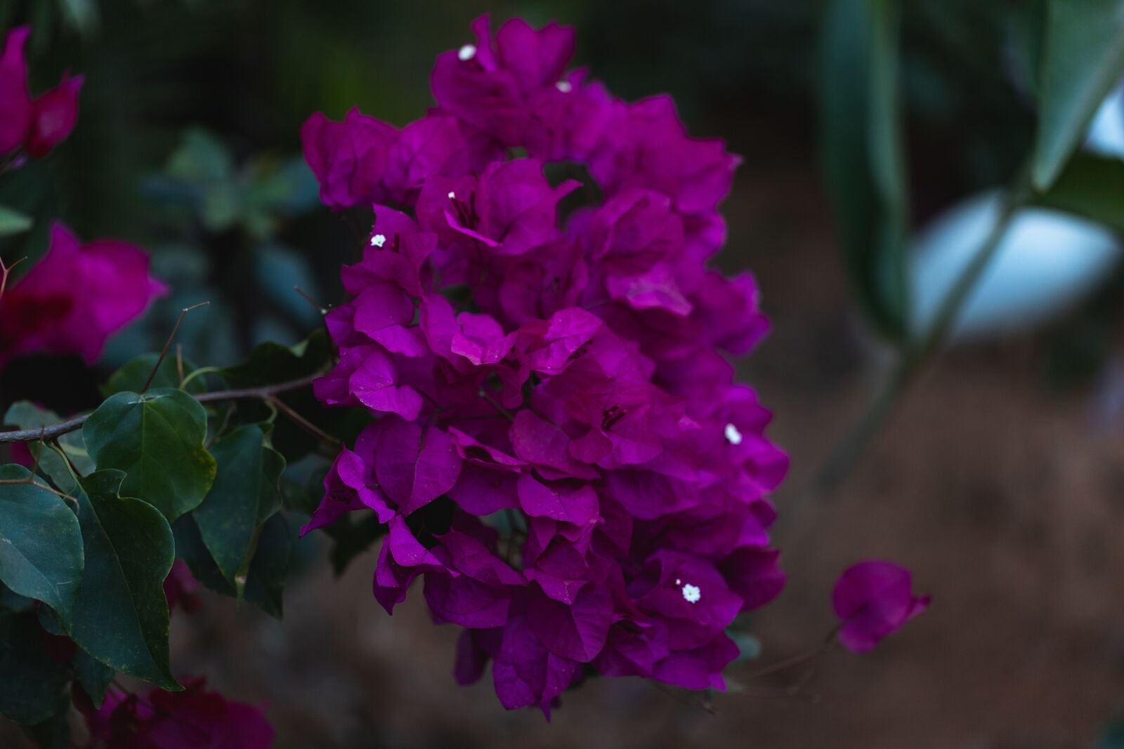 Canon EF 100mm F2.8L Macro IS USM sample photo. Flowers, garden, flower photography