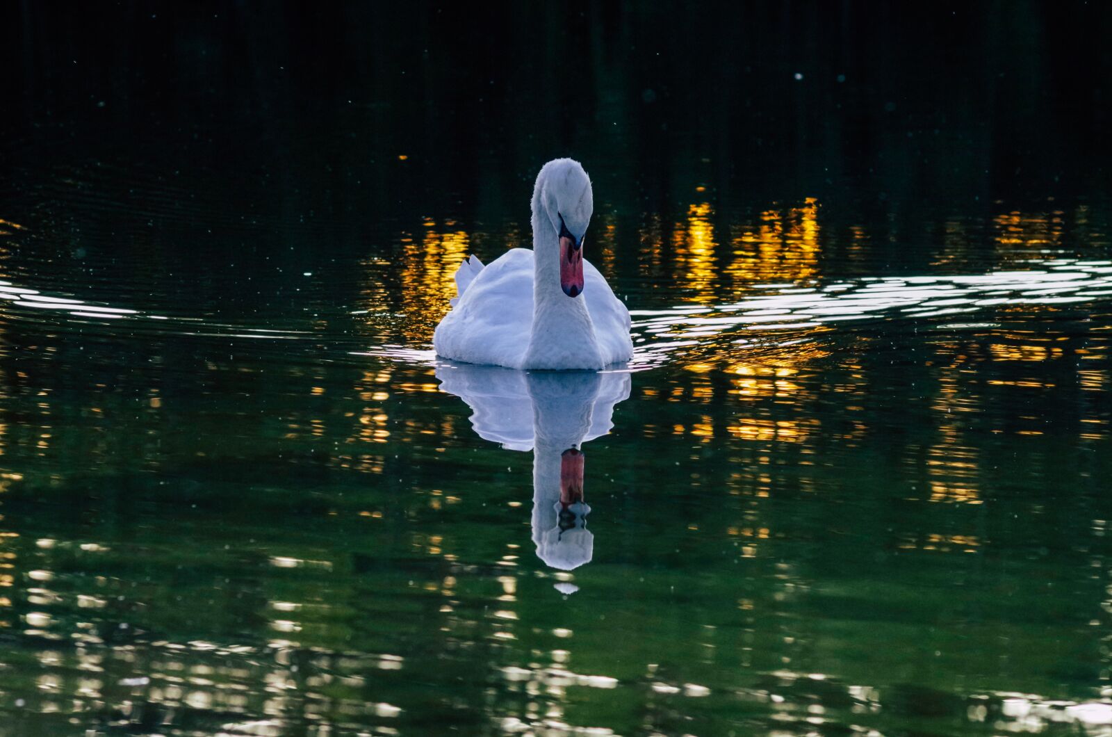 Pentax K-30 sample photo. Swan, water bird, evening photography