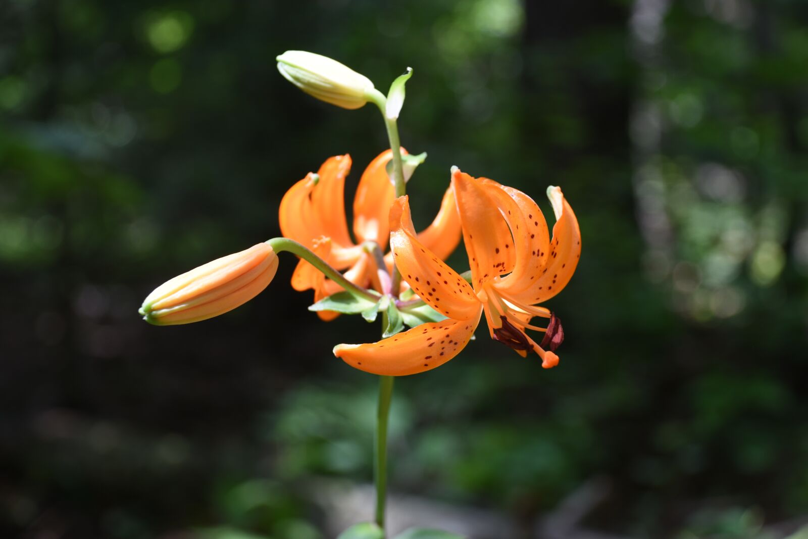 Nikon D7200 sample photo. Wildflower, mountain, horse naira photography
