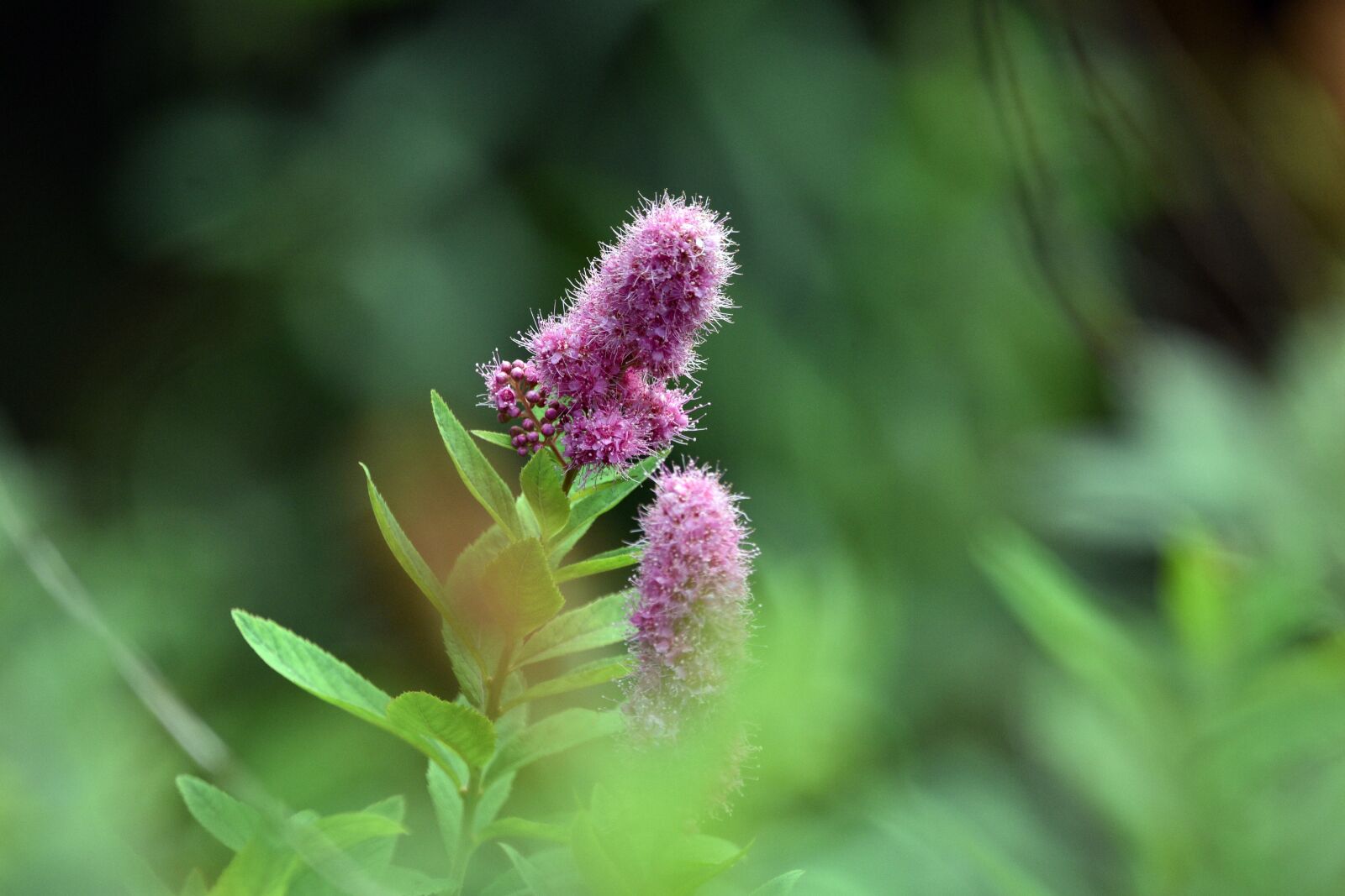 Nikon D3400 sample photo. Flower, flowers, summer photography