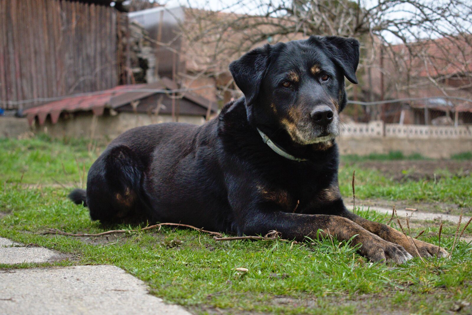 Nikon D5600 sample photo. Dog, watchman, sweetheart photography
