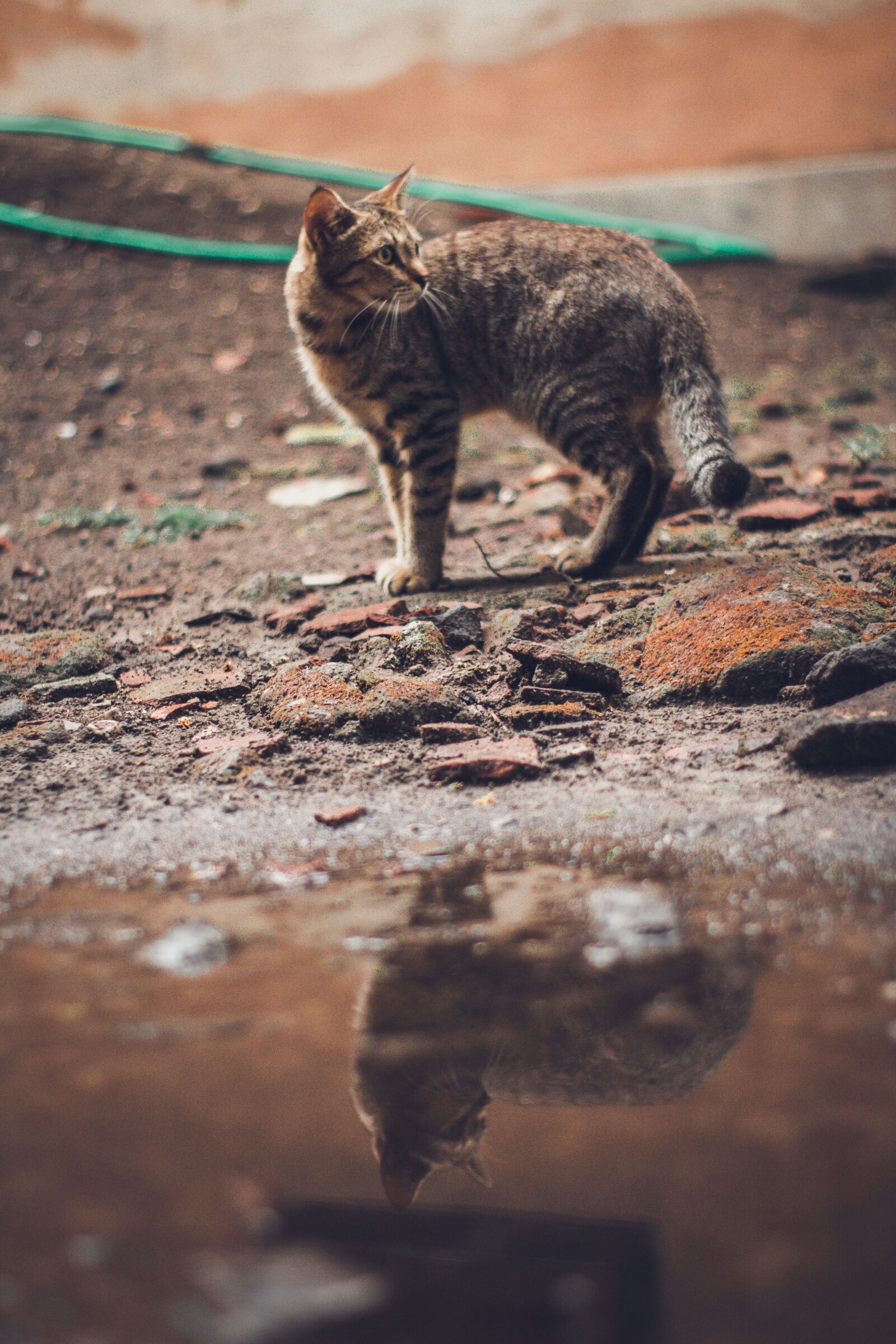 YN50mm f/1.8 II sample photo. Cat, reflection, water photography