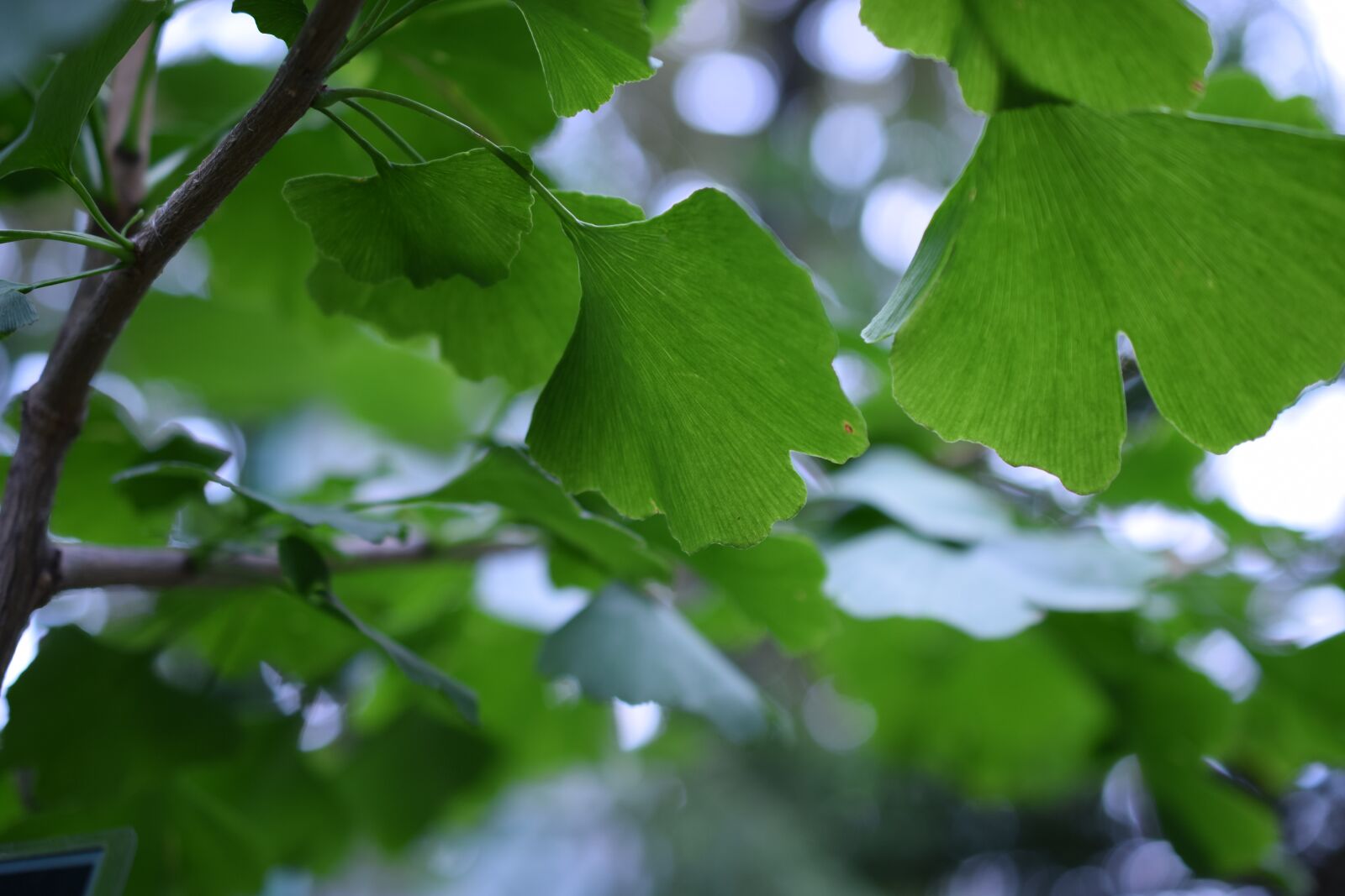 Nikon D3300 sample photo. Ginko, biloba, maidenhair tree photography