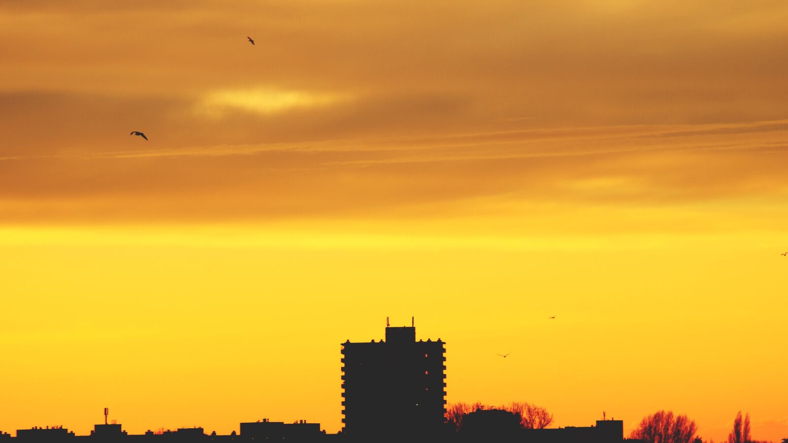 Sony SLT-A58 sample photo. Architecture, backlit, birds photography